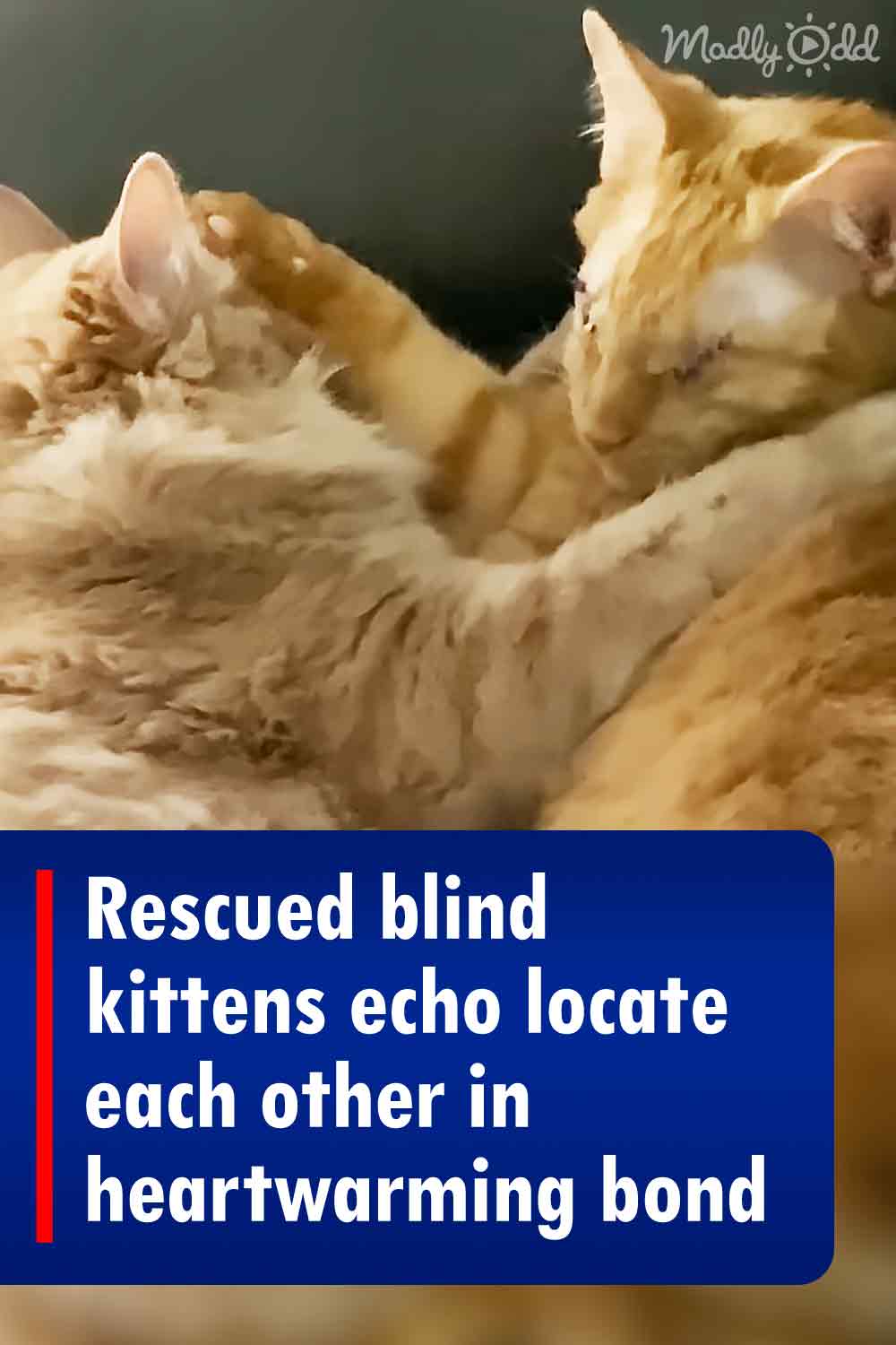 Rescued blind kittens echo locate each other in heartwarming bond