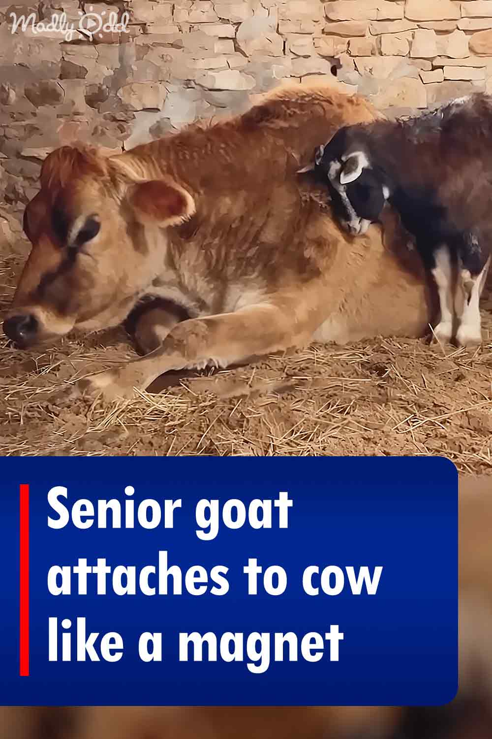 Senior goat attaches to cow like a magnet