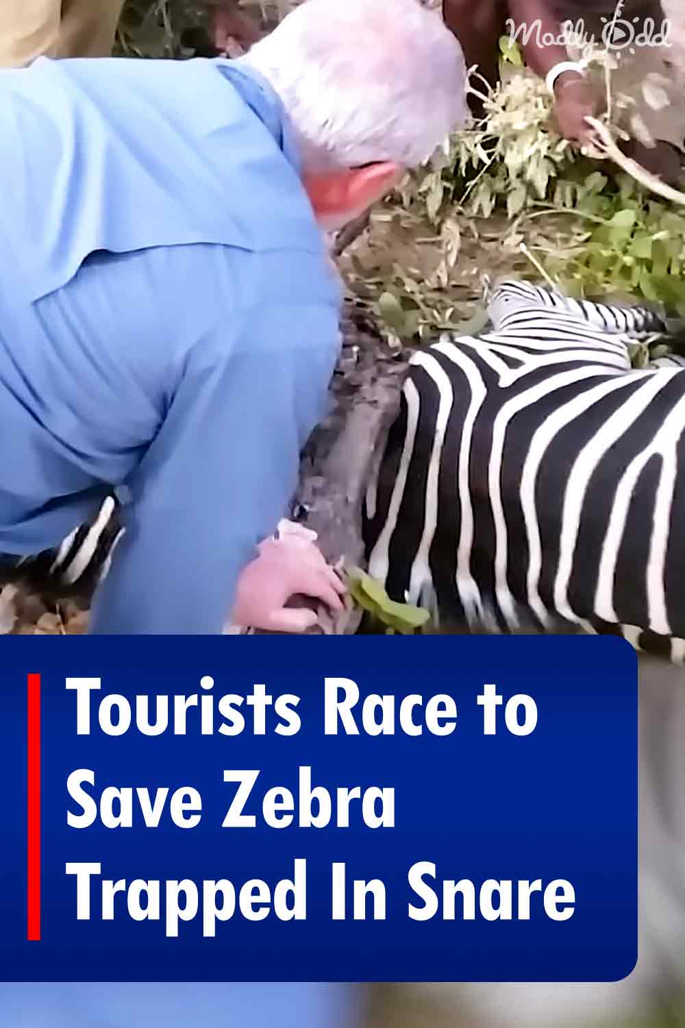 Tourists Race to Save Zebra Trapped In Snare