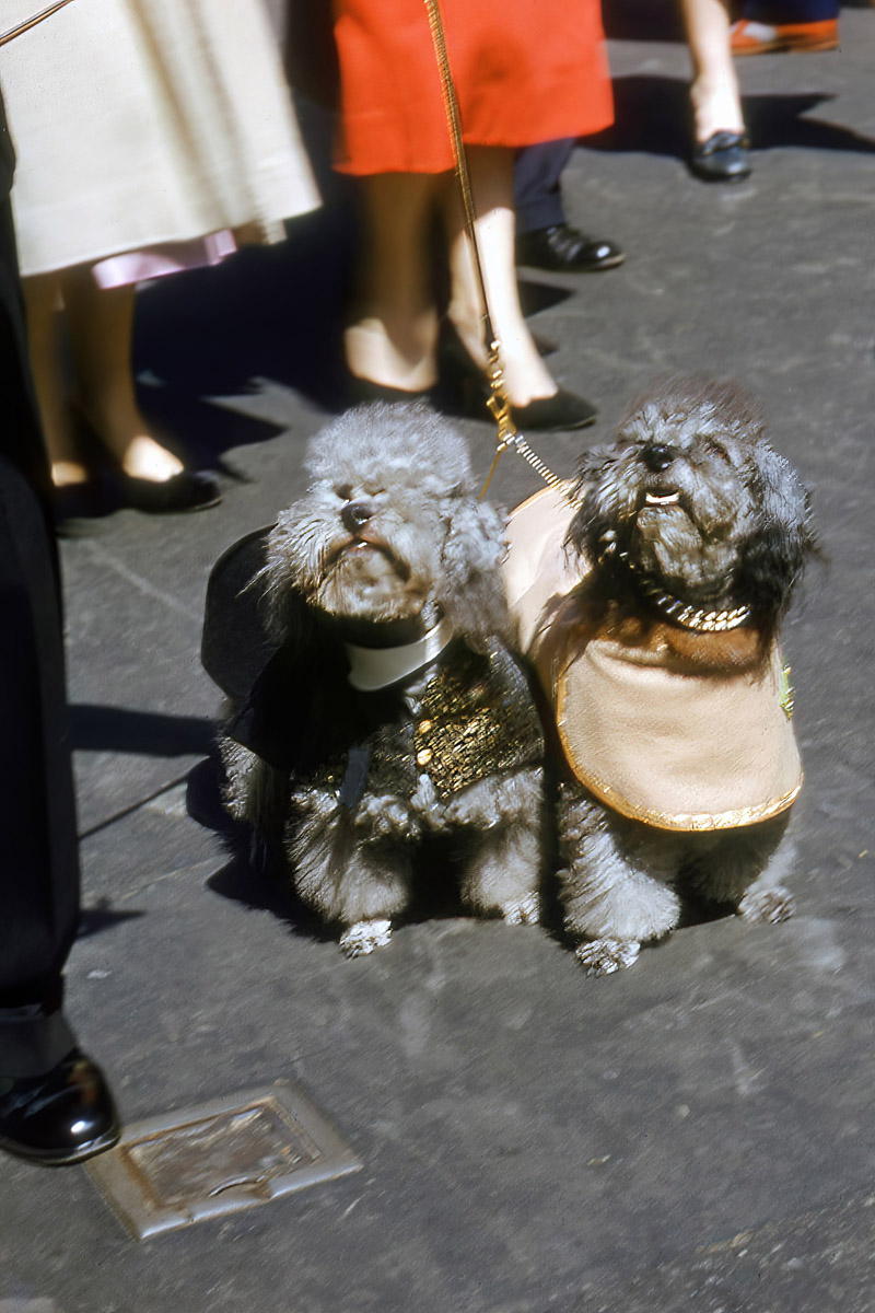 1950s Poodle Easter Parade Photo
