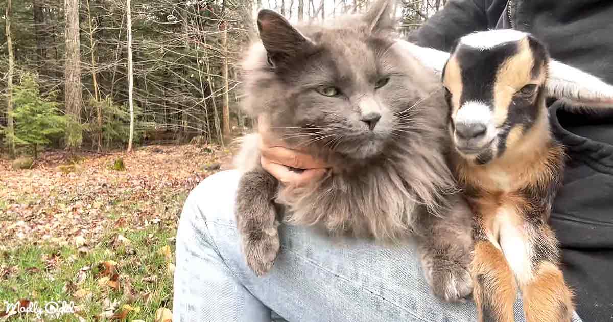 Adorable cat and goat