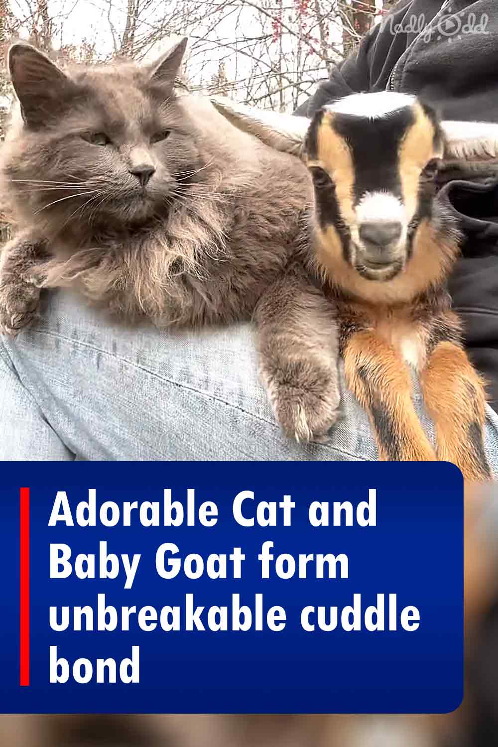 Adorable Cat and Baby Goat form unbreakable cuddle bond