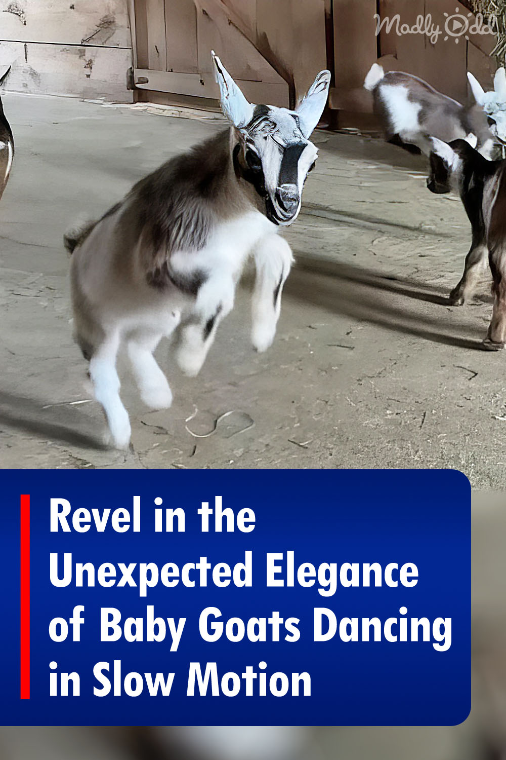 Revel in the Unexpected Elegance of Baby Goats Dancing in Slow Motion