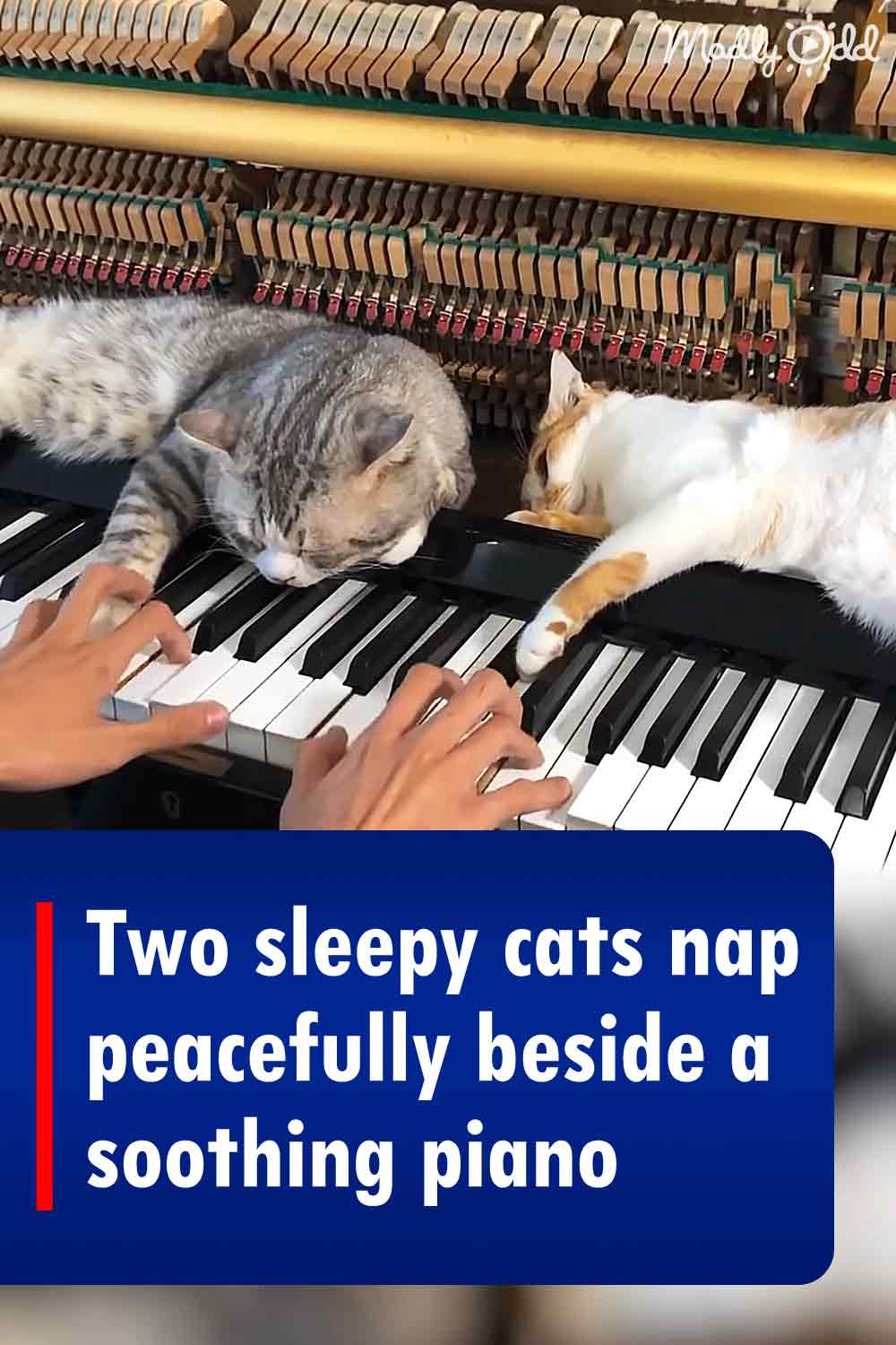 Two sleepy cats nap peacefully beside a soothing piano