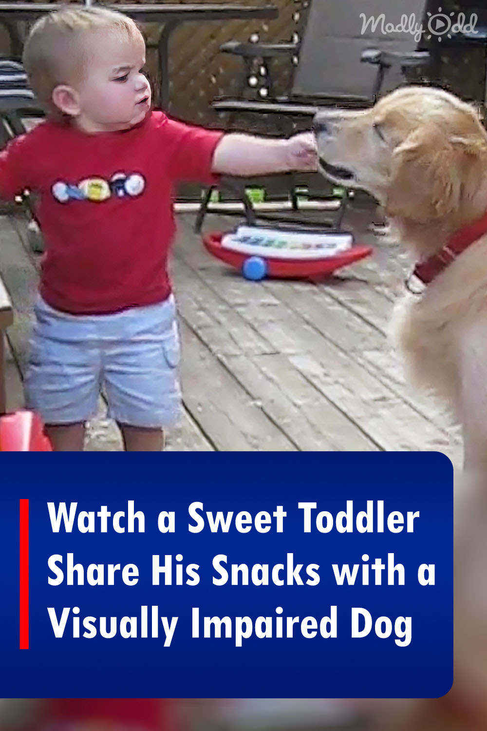 Watch a Sweet Toddler Share His Snacks with a Visually Impaired Dog