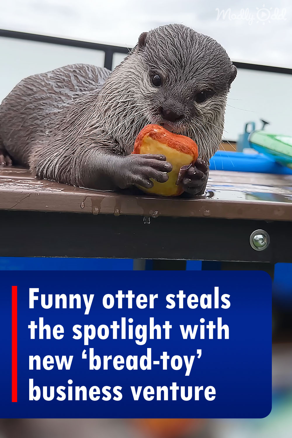 Funny otter steals the spotlight with new ‘bread-toy’ business venture