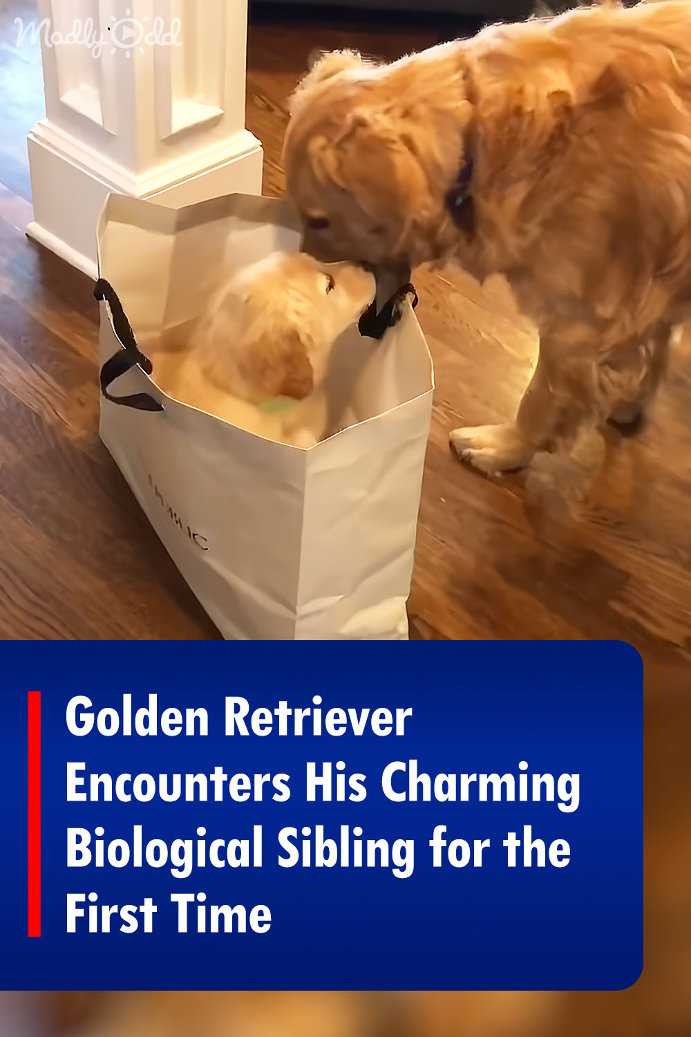 Golden Retriever Encounters His Charming Biological Sibling for the First Time