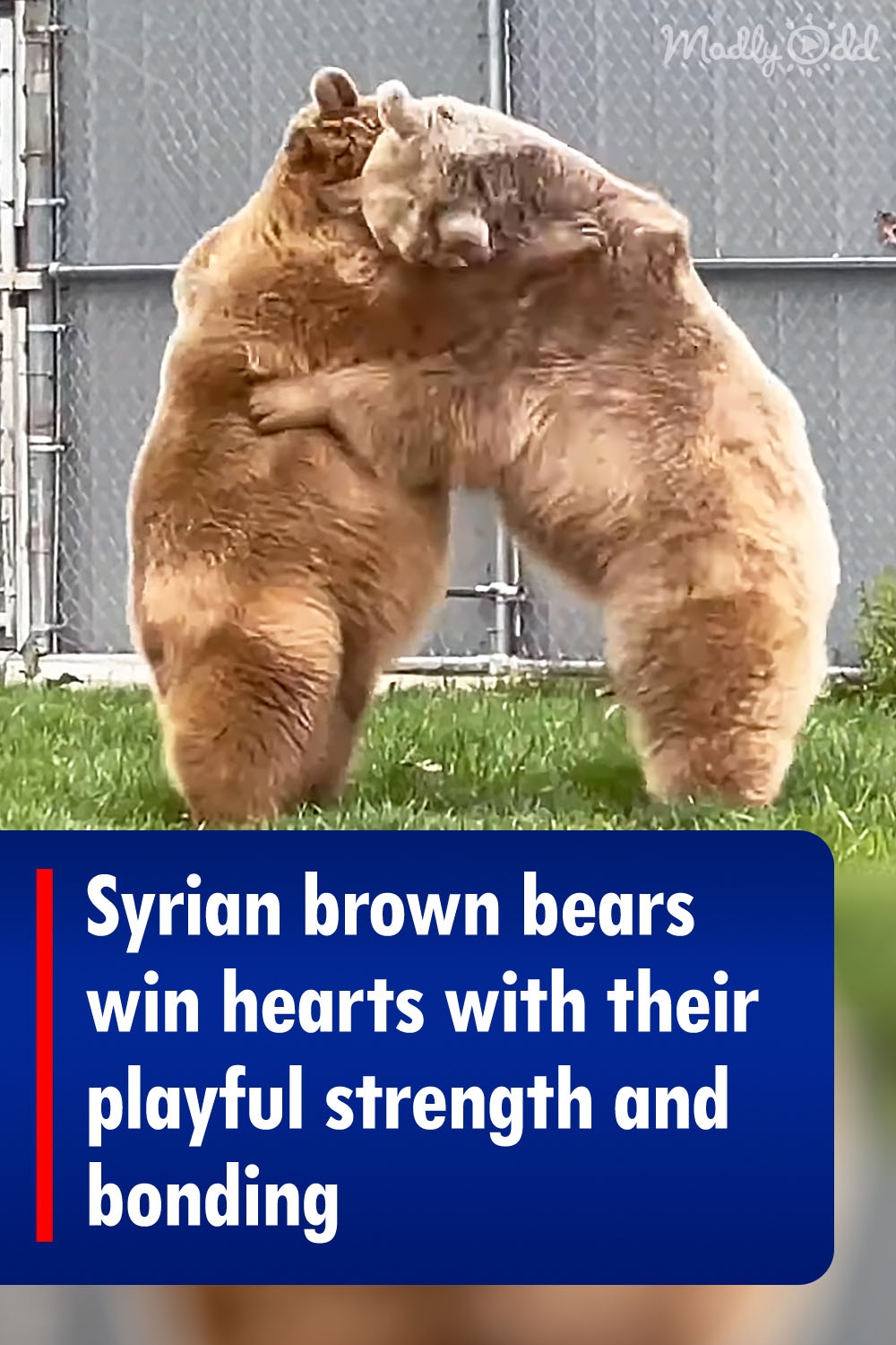 Syrian brown bears win hearts with their playful strength and bonding