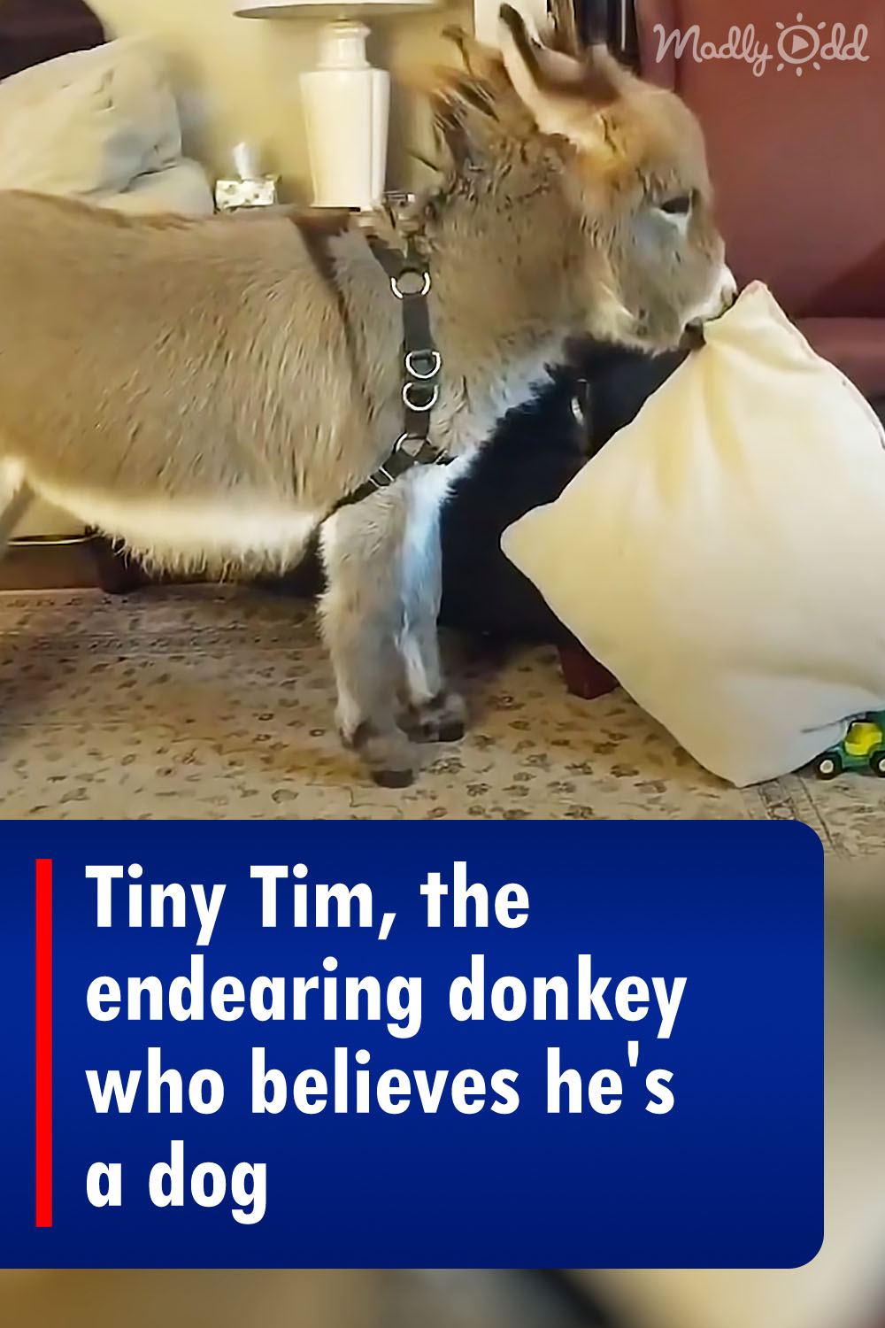 Tiny Tim, the endearing donkey who believes he\'s a dog