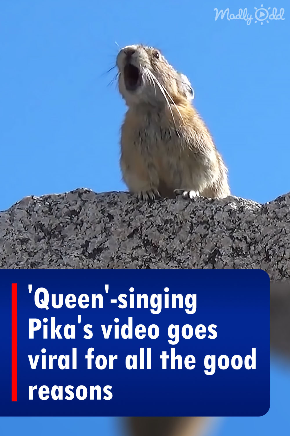 \'Queen\'-singing Pika\'s video goes viral for all the good reasons