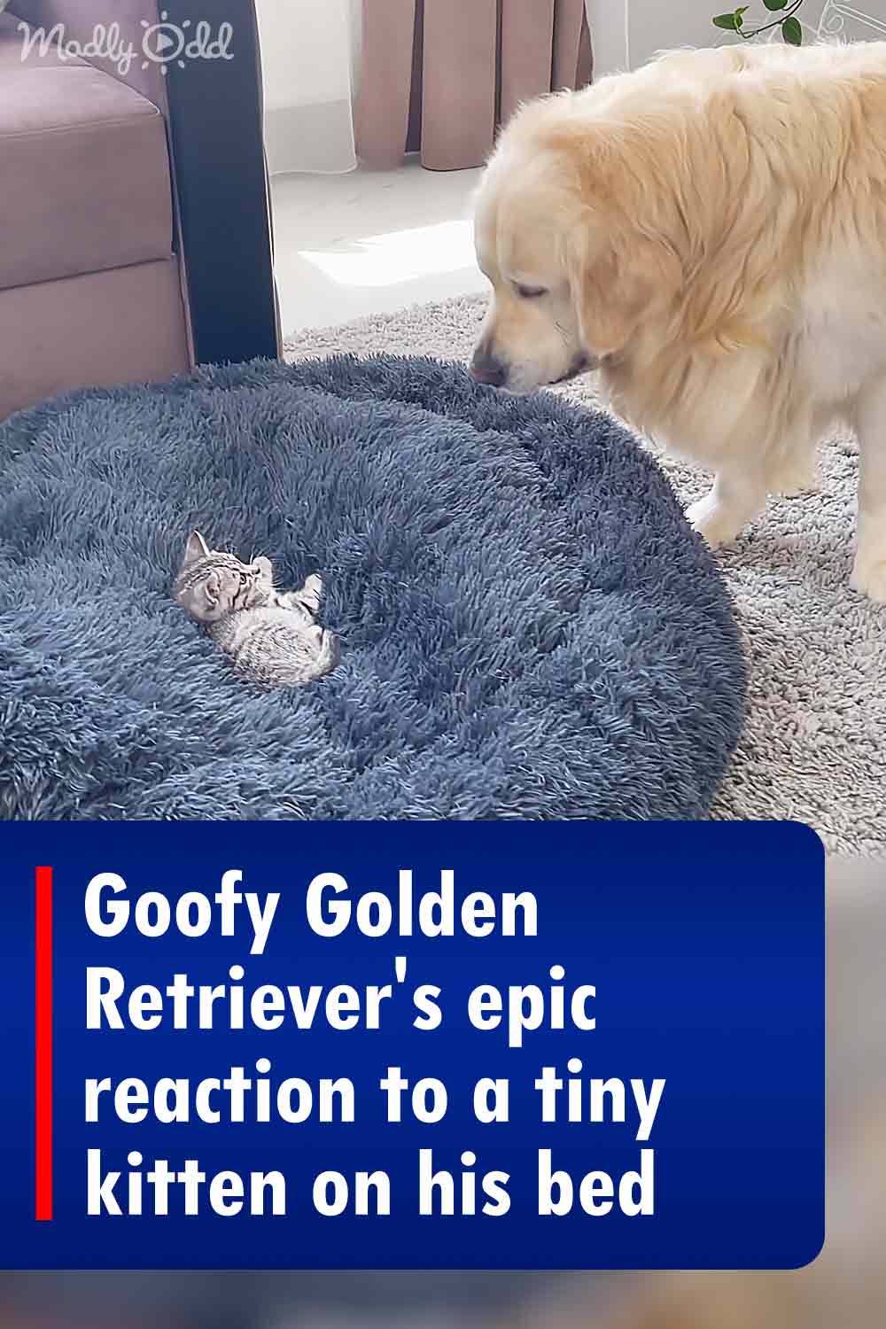 Goofy Golden Retriever\'s epic reaction to a tiny kitten on his bed
