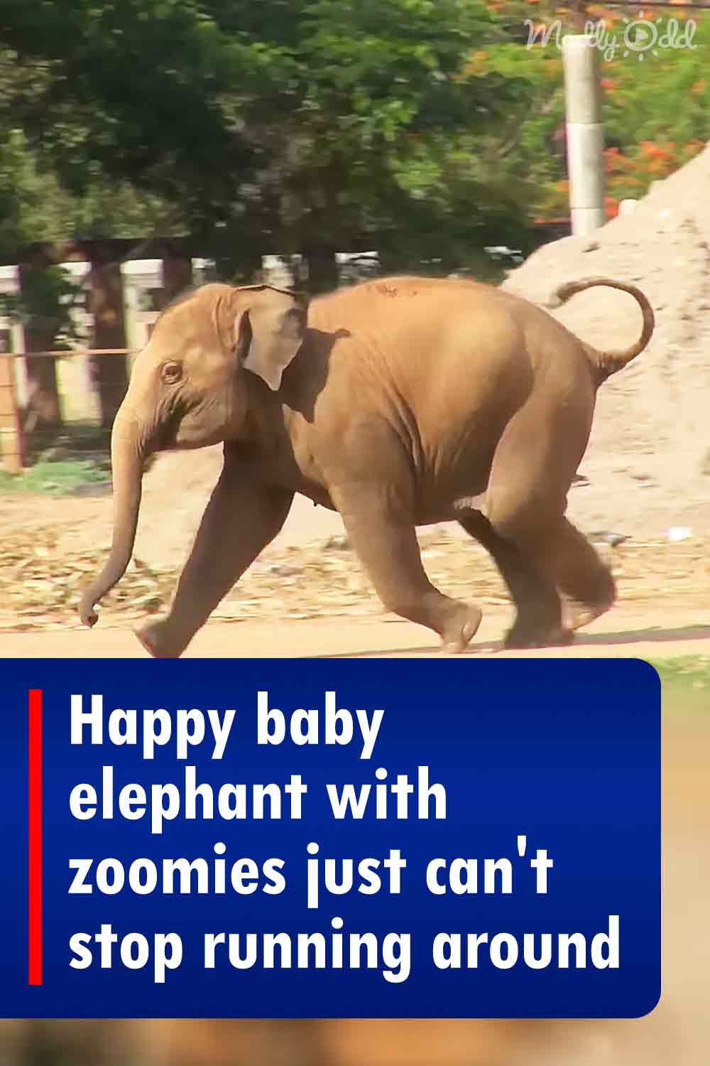 Happy baby elephant with zoomies just can\'t stop running around