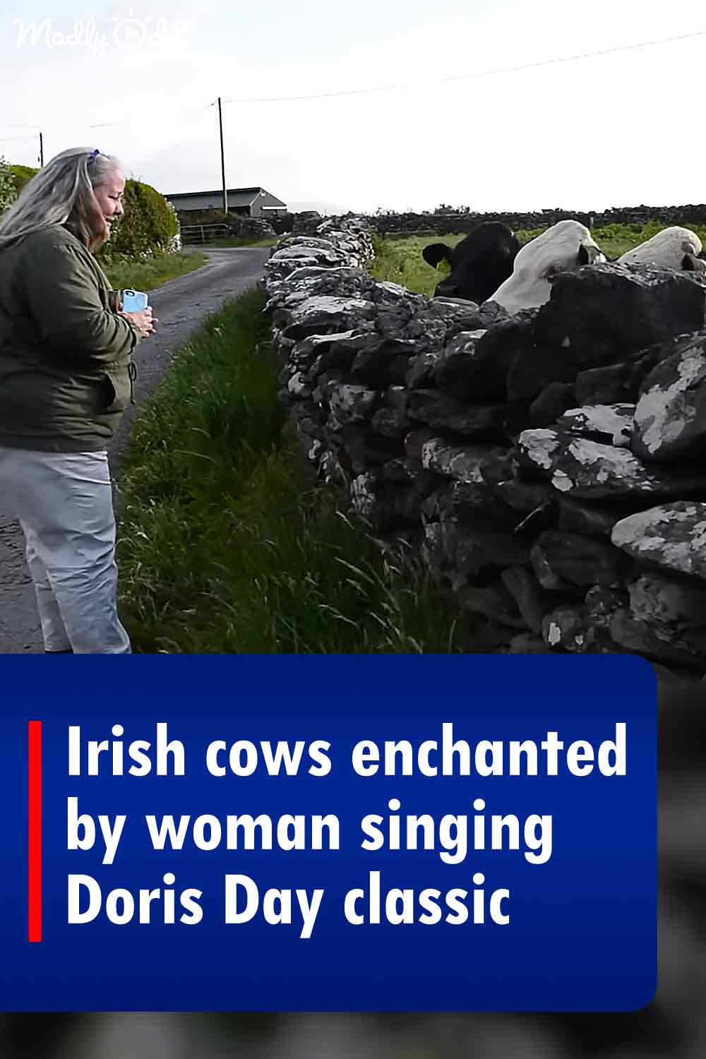 Irish cows enchanted by woman singing Doris Day classic