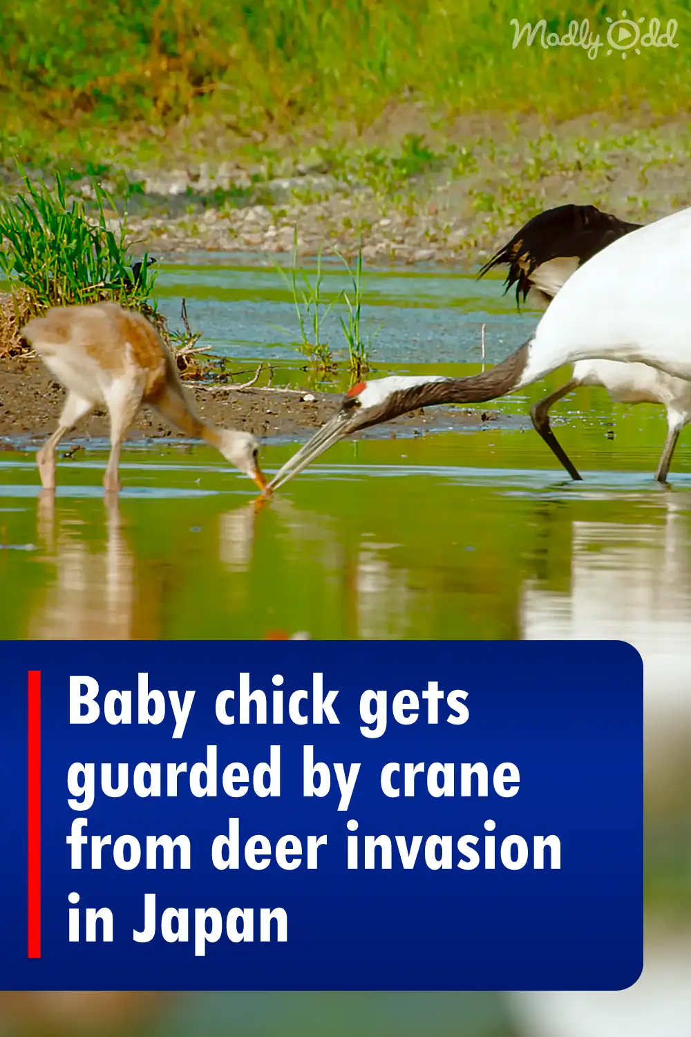 Baby chick gets guarded by crane from deer invasion in Japan