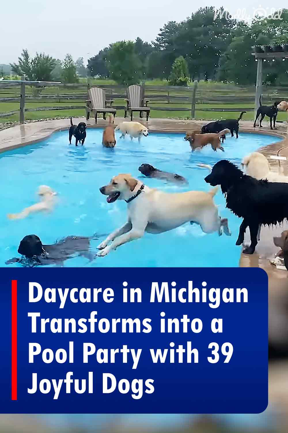 Daycare in Michigan Transforms into a Pool Party with 39 Joyful Dogs