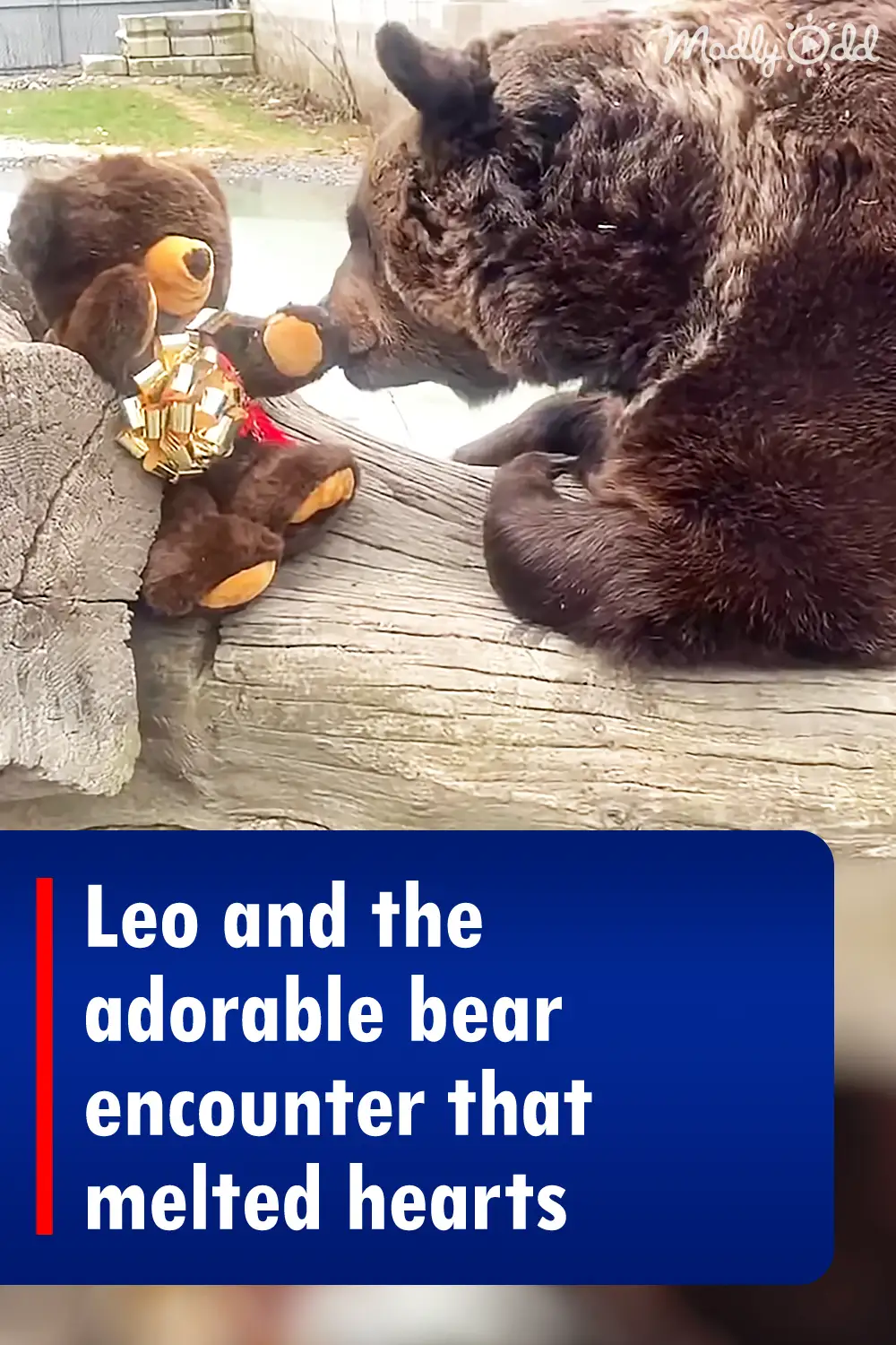 Leo and the adorable bear encounter that melted hearts