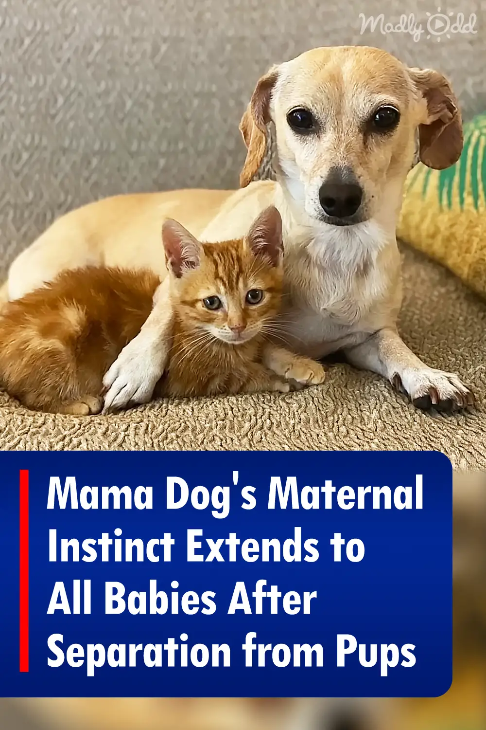 Mama Dog's Maternal Instinct Extends to All Babies After Separation from Pups