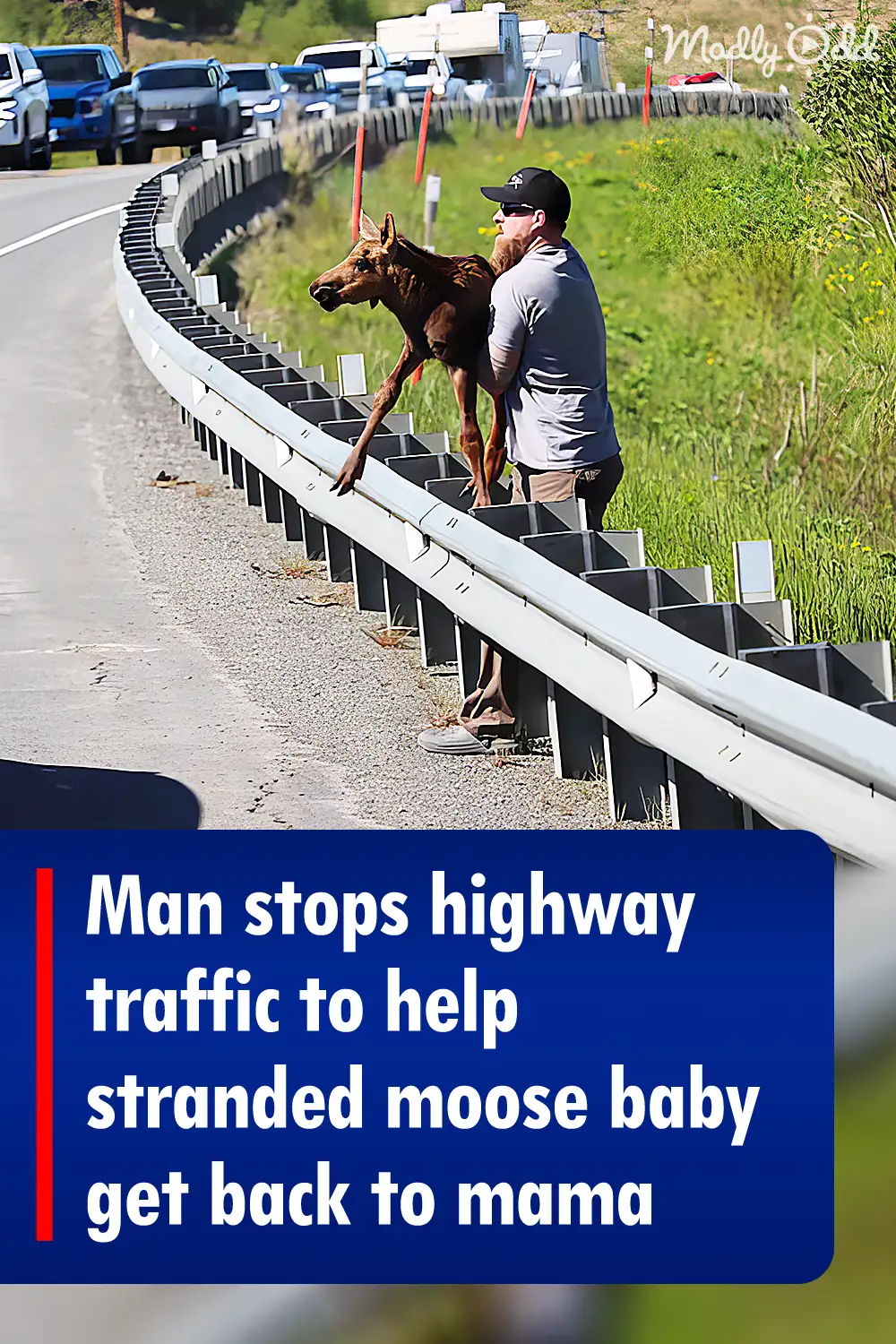 Man stops highway traffic to help stranded moose baby get back to mama