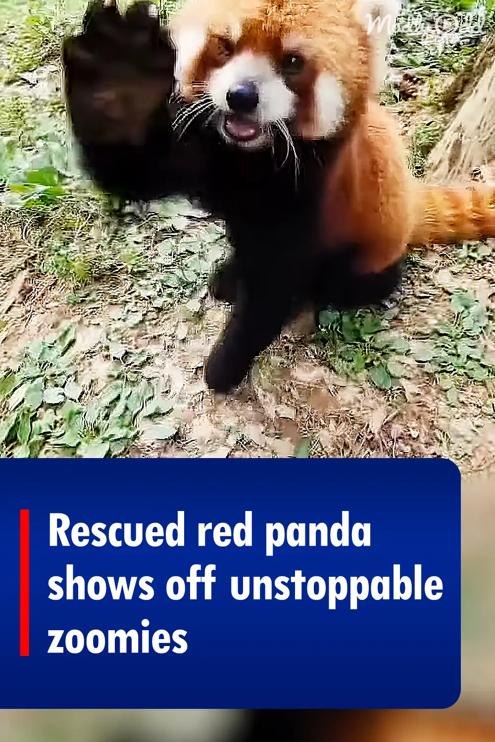 Rescued red panda shows off unstoppable zoomies