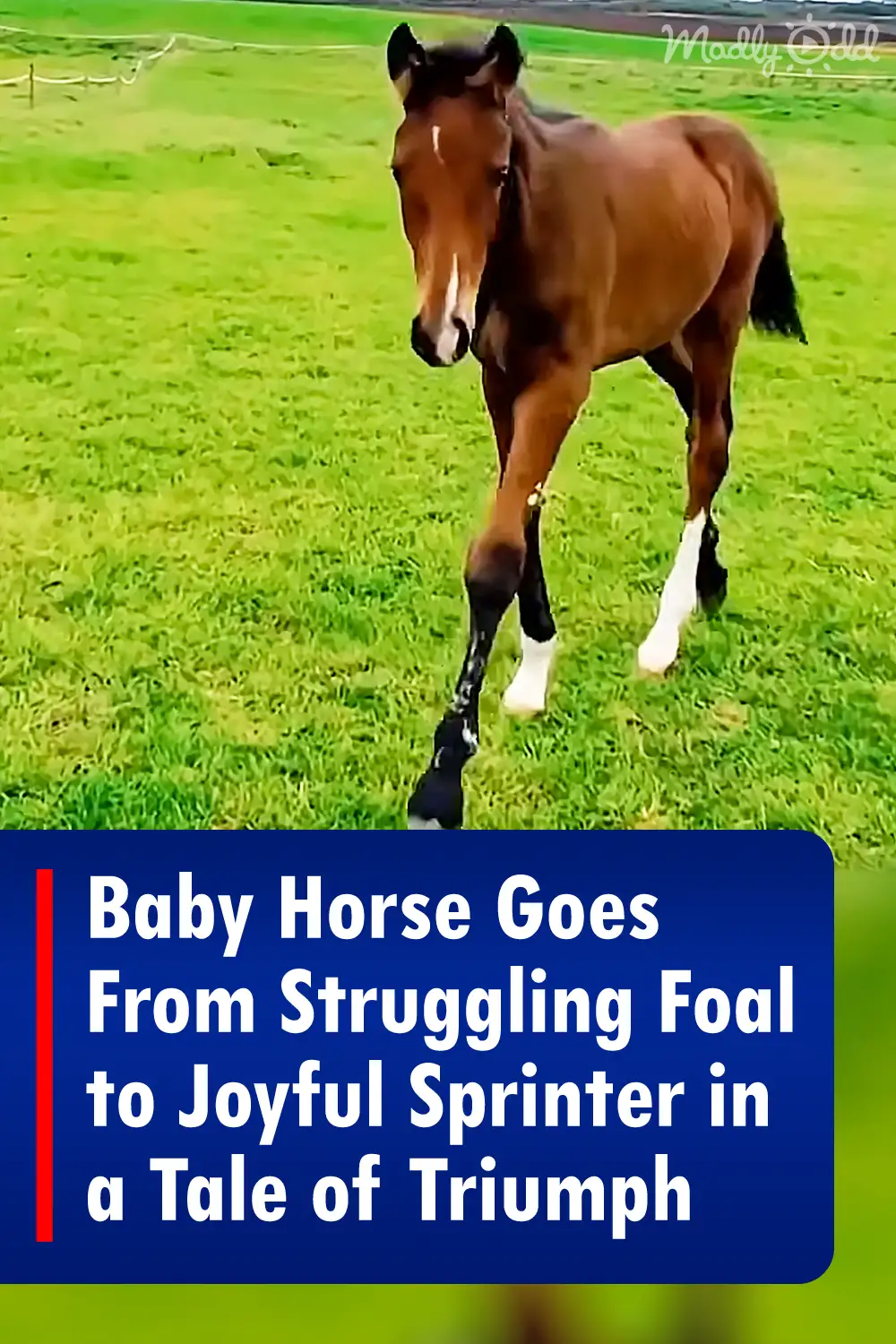 Baby Horse Goes From Struggling Foal to Joyful Sprinter in a Tale of Triumph