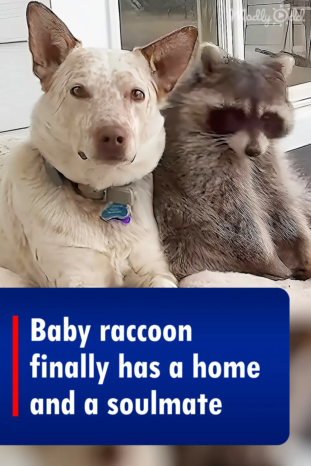 Baby raccoon finally has a home and a soulmate