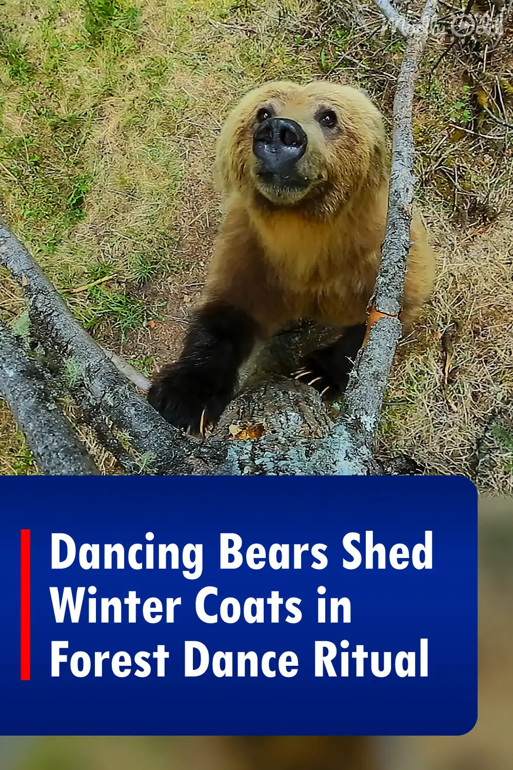 Dancing Bears Shed Winter Coats in Forest Dance Ritual