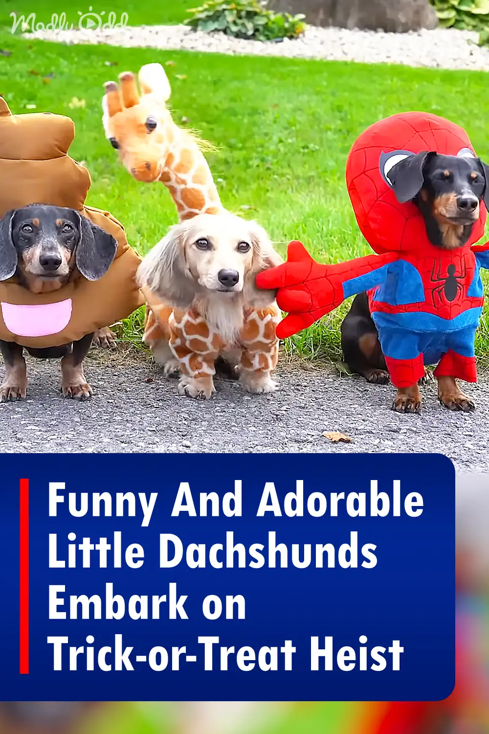 Funny And Adorable Little Dachshunds Embark on Trick-or-Treat Heist