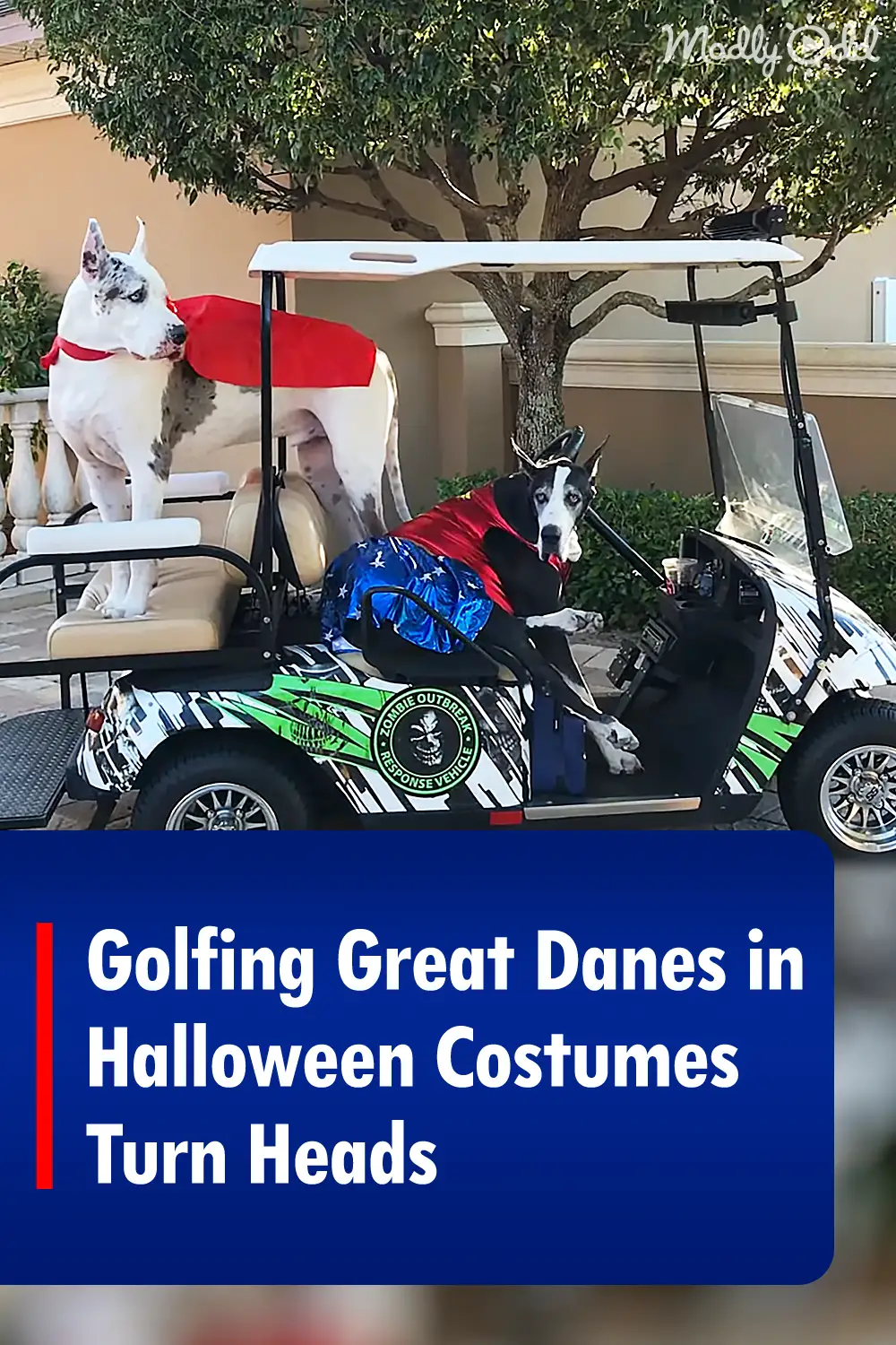 Golfing Great Danes in Halloween Costumes Turn Heads