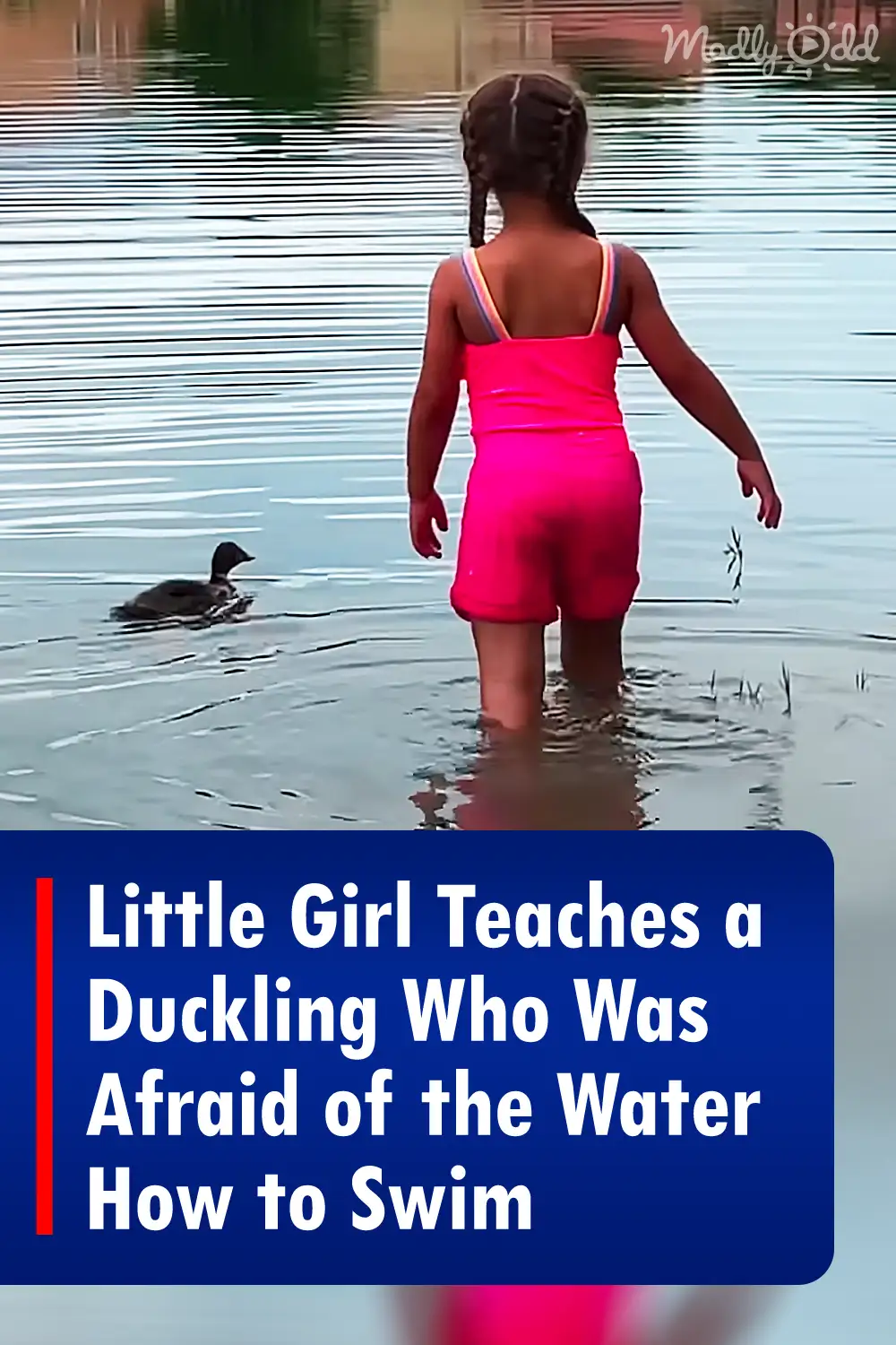 Little Girl Teaches a Duckling Who Was Afraid of the Water How to Swim