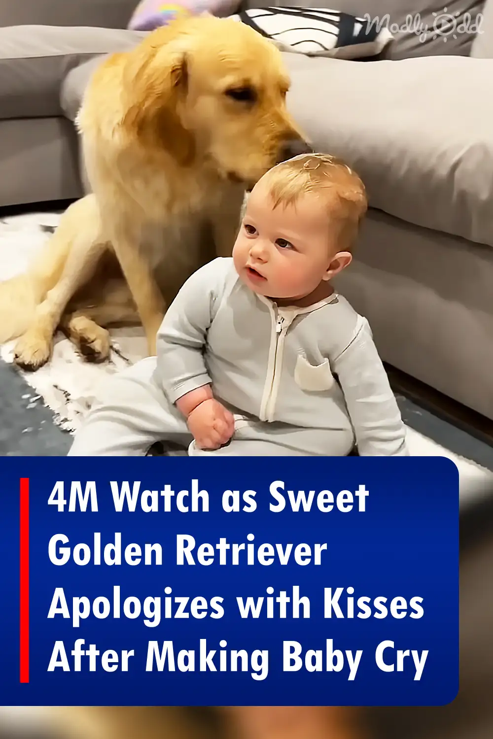 4M Watch as Sweet Golden Retriever Apologizes with Kisses After Making Baby Cry