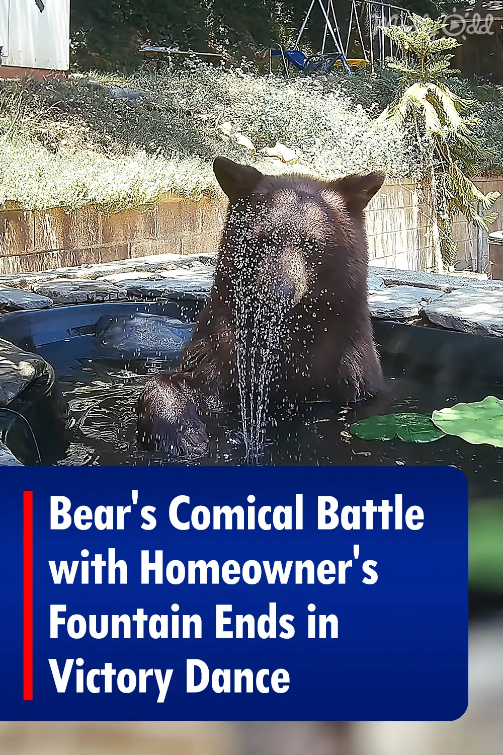 Bear\'s Comical Battle with Homeowner\'s Fountain Ends in Victory Dance