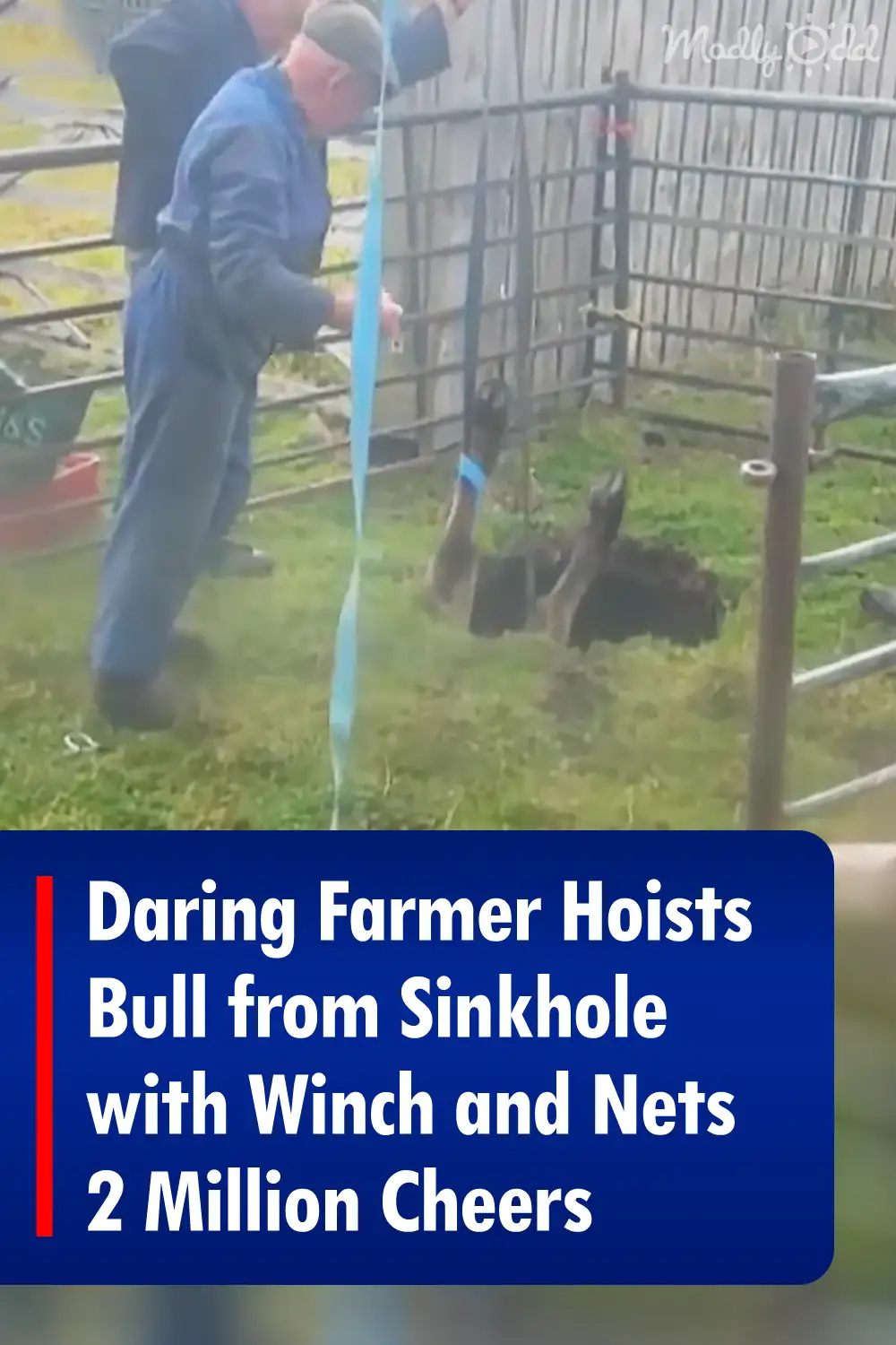 Daring Farmer Hoists Bull from Sinkhole with Winch and Nets 2 Million Cheers