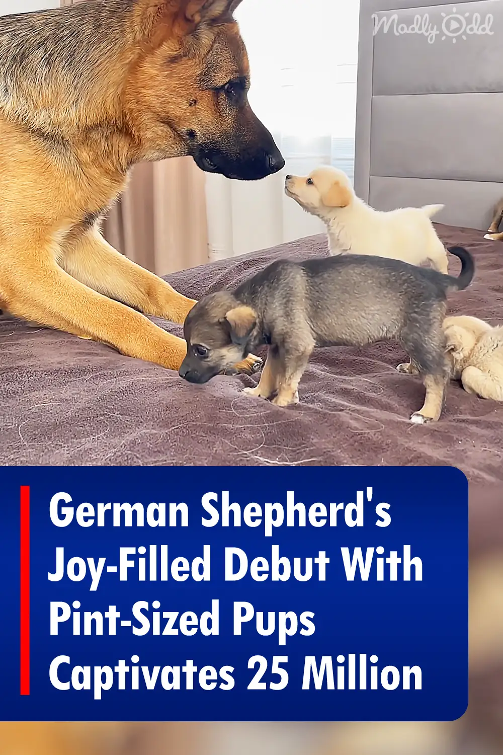 German Shepherd\'s Joy-Filled Debut With Pint-Sized Pups Captivates 25 Million