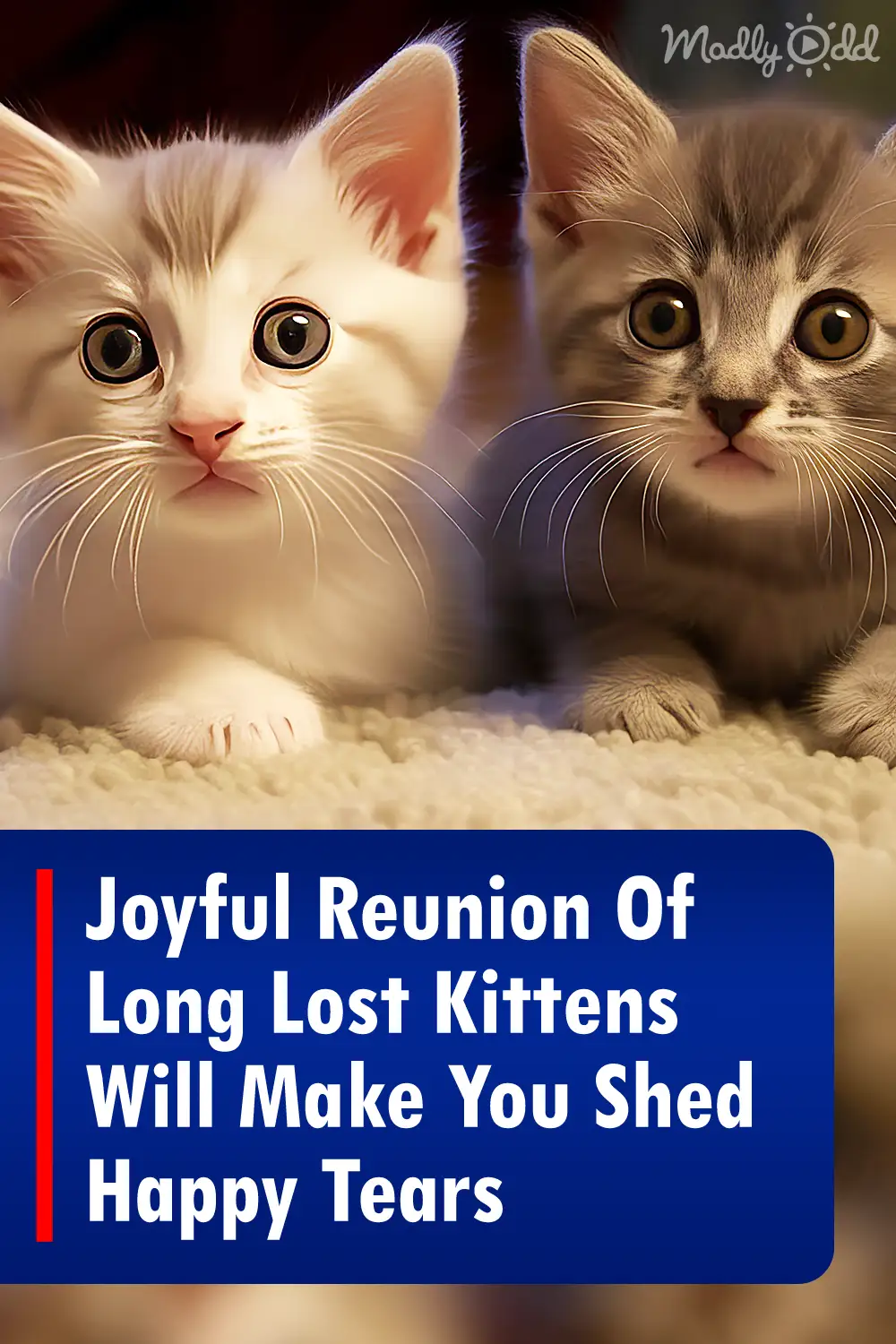 Joyful Reunion Of Long Lost Kittens Will Make You Shed Happy Tears