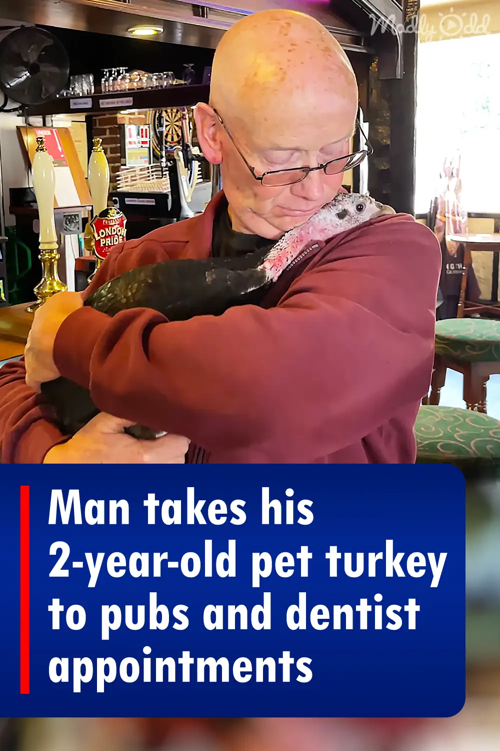 Man takes his 2-year-old pet turkey to pubs and dentist appointments