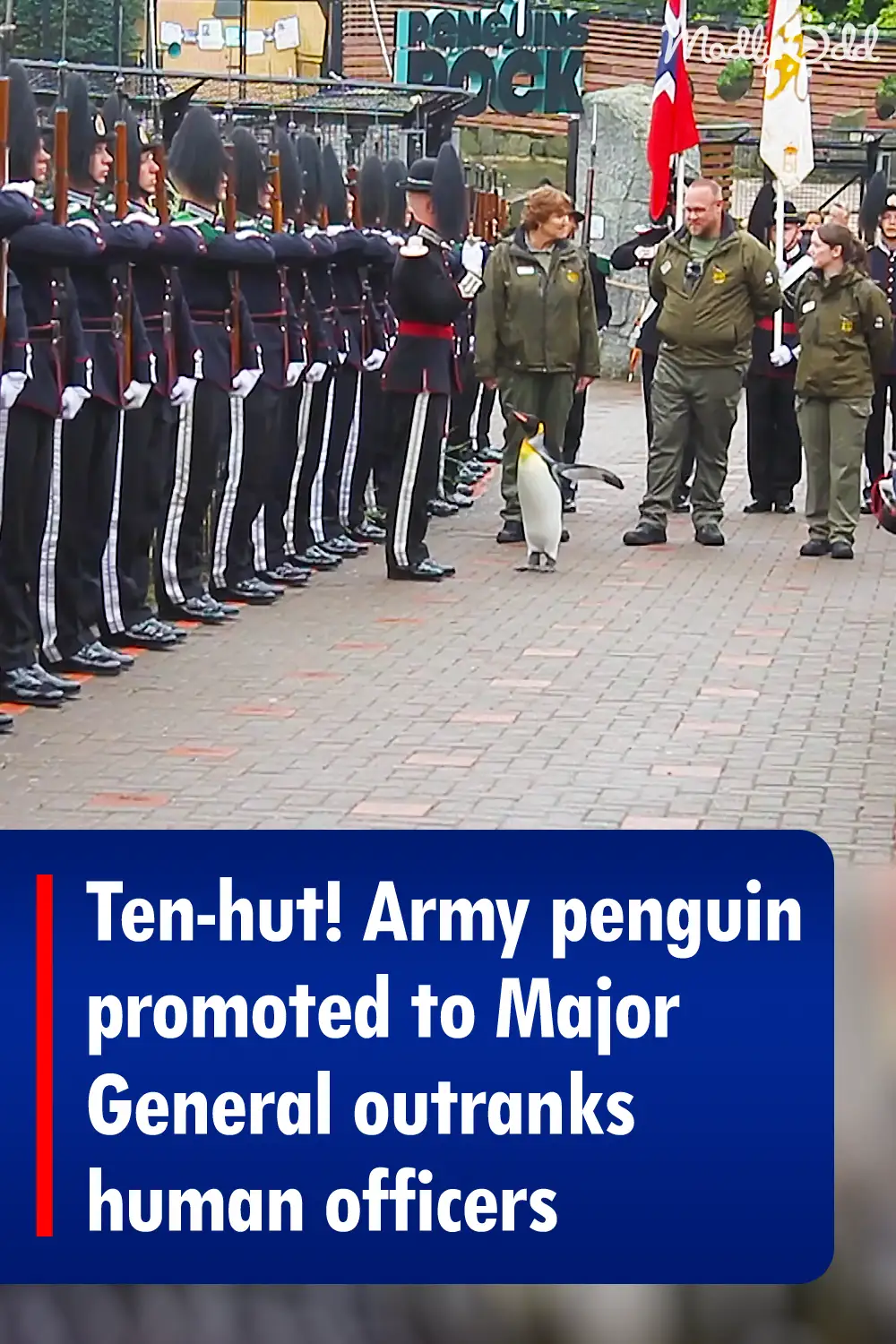 Ten-hut! Army penguin promoted to Major General outranks human officers