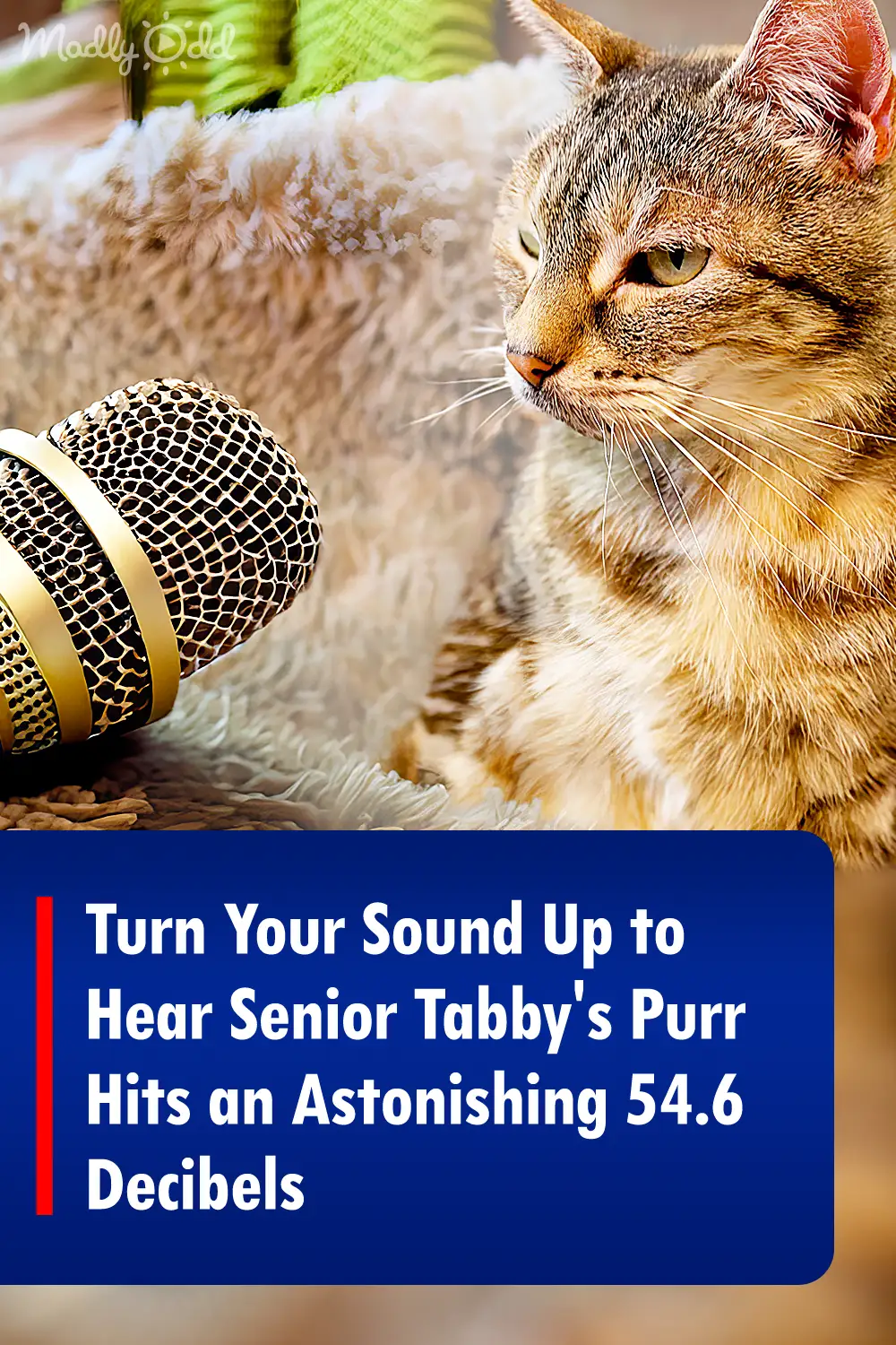 Turn Your Sound Up to Hear Senior Tabby\'s Purr Hits an Astonishing 54.6 Decibels