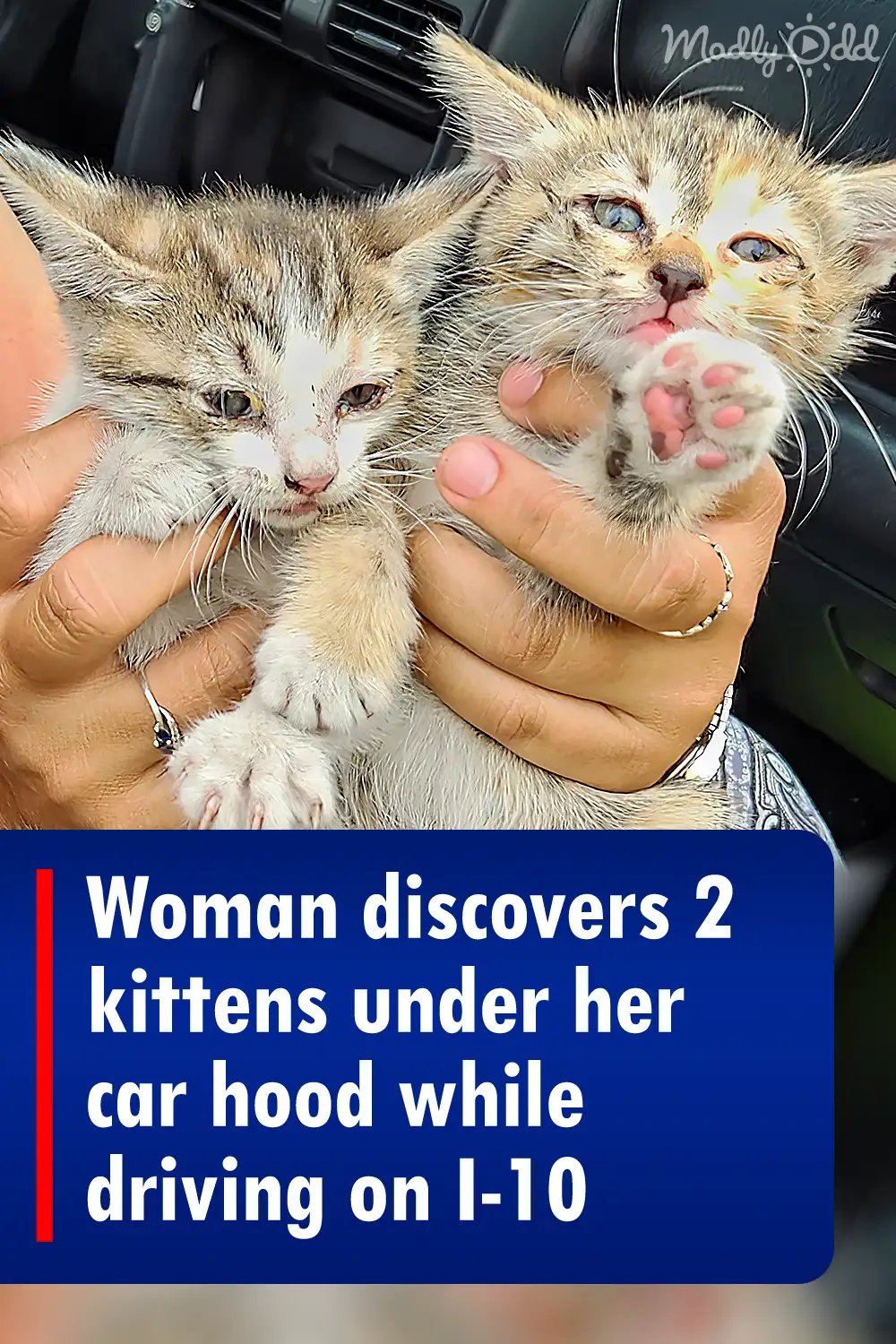 Woman discovers 2 kittens under her car hood while driving on I-10