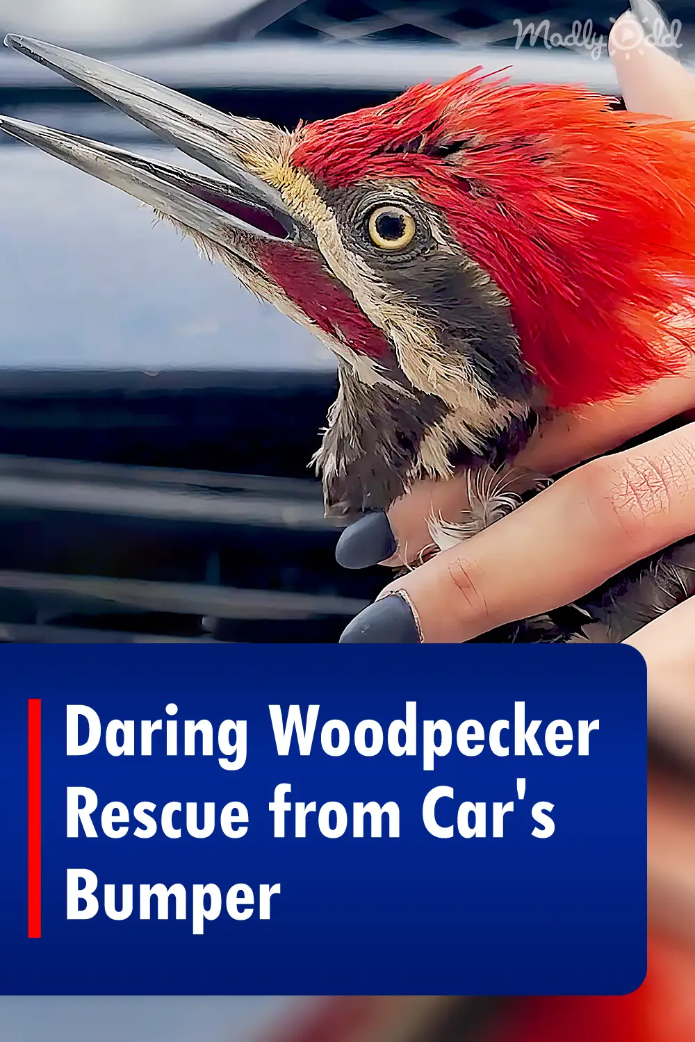 Daring Woodpecker Rescue from Car\'s Bumper