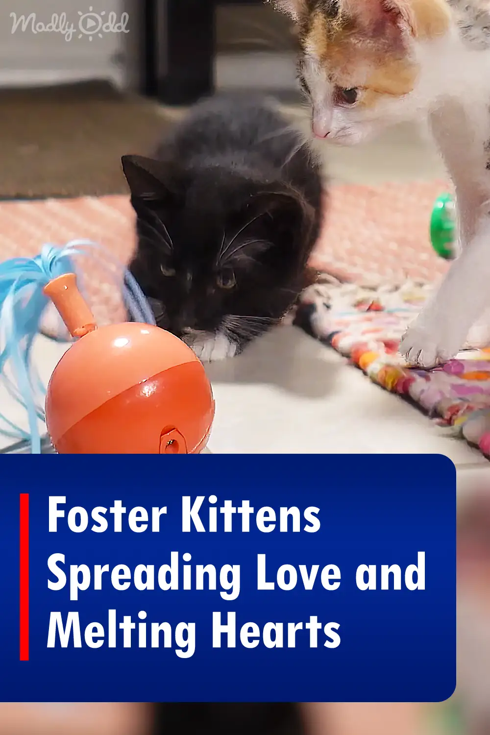 Foster Kittens Spreading Love and Melting Hearts