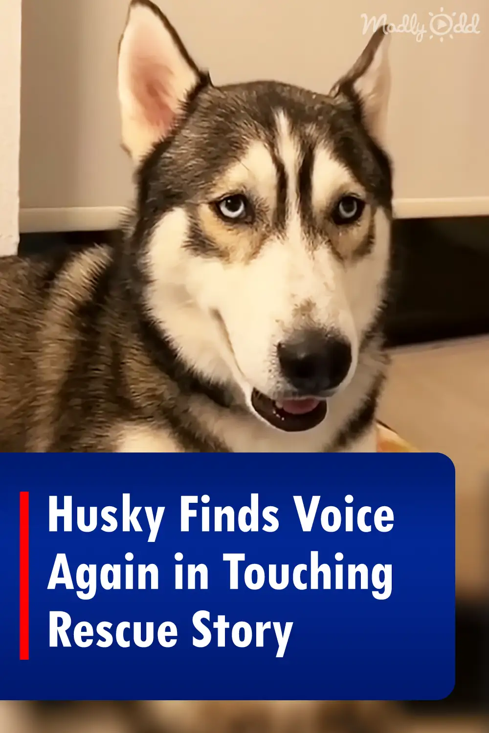 Husky Finds Voice Again in Touching Rescue Story