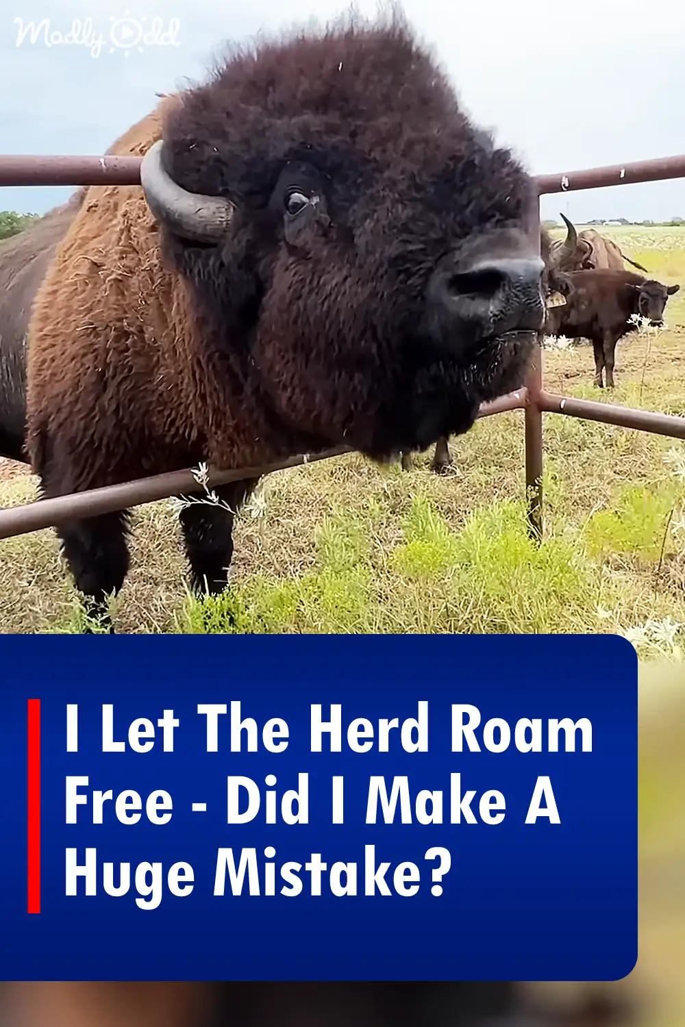 I Let The Herd Roam Free - Did I Make A Huge Mistake?