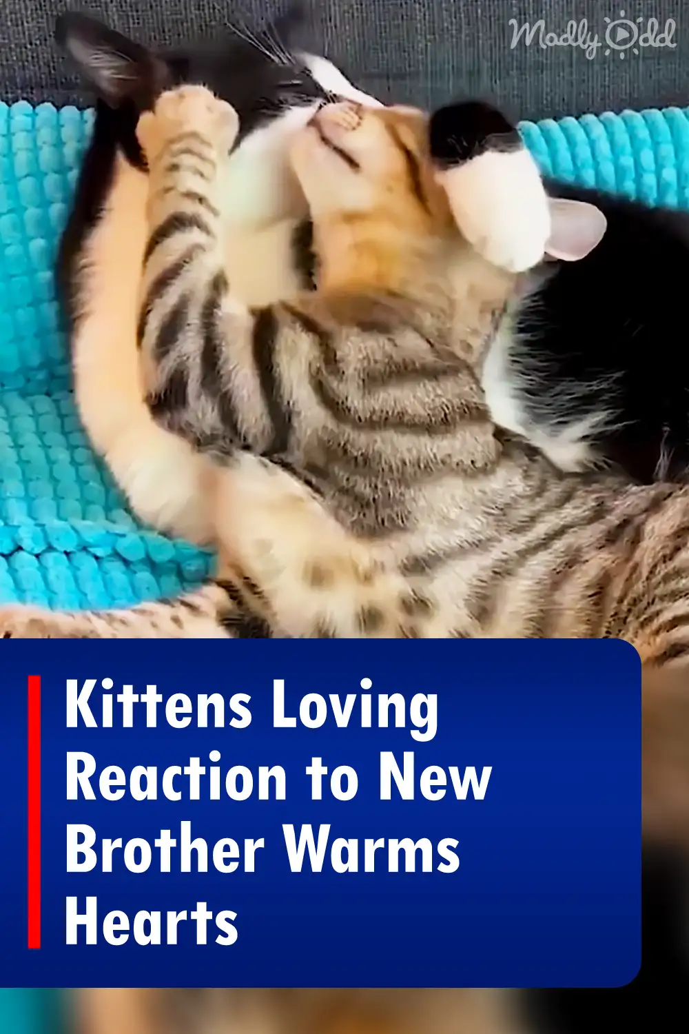 Kittens Loving Reaction to New Brother Warms Hearts