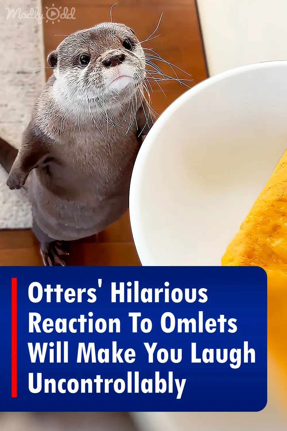 Otters\' Hilarious Reaction To Omlets Will Make You Laugh Uncontrollably