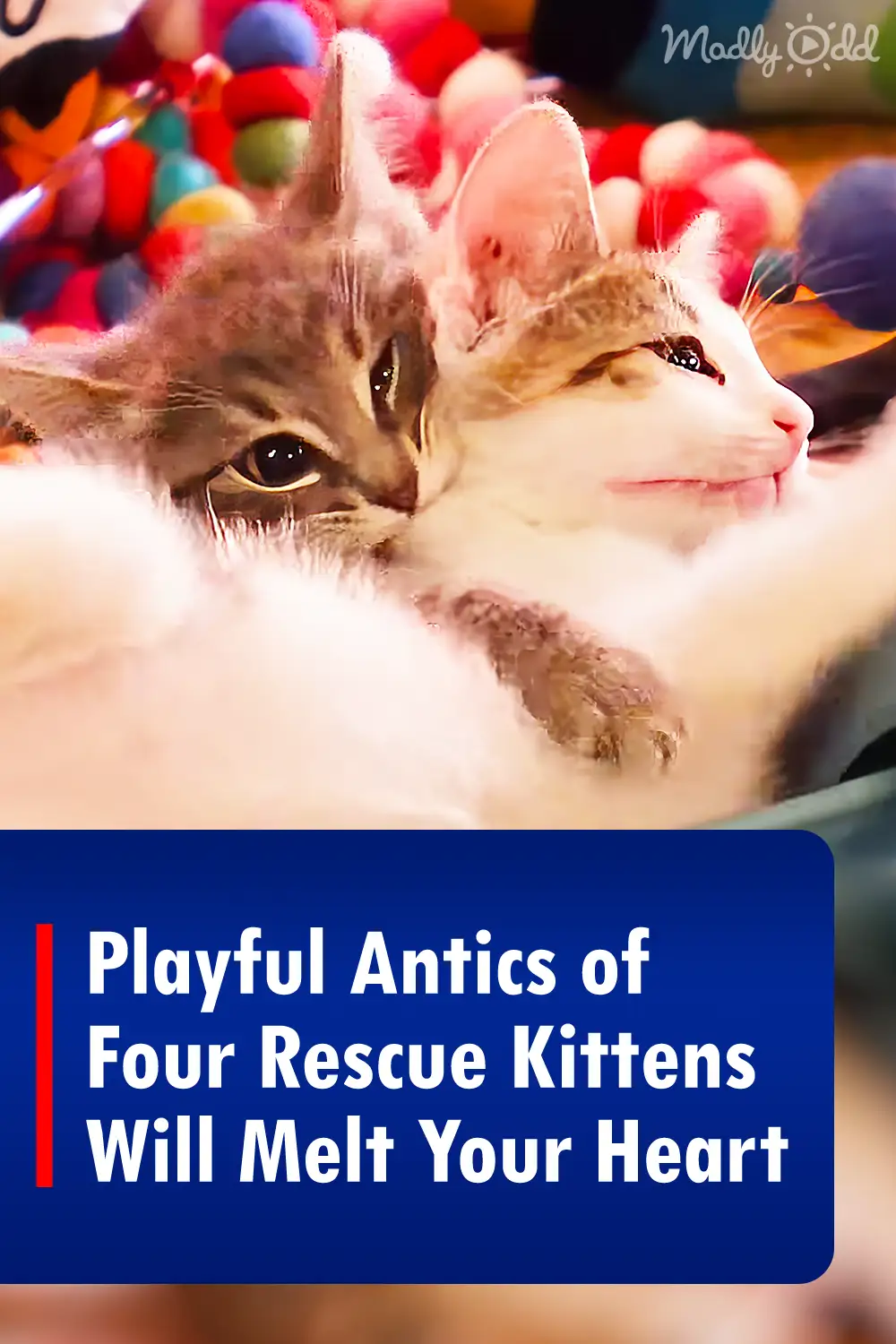 Playful Antics of Four Rescue Kittens Will Melt Your Heart