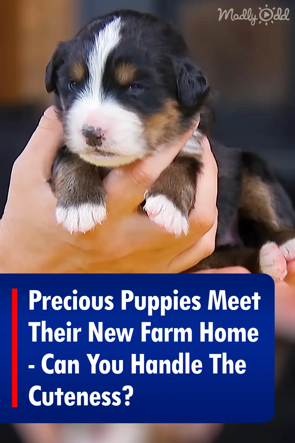 Precious Puppies Meet Their New Farm Home - Can You Handle The Cuteness?