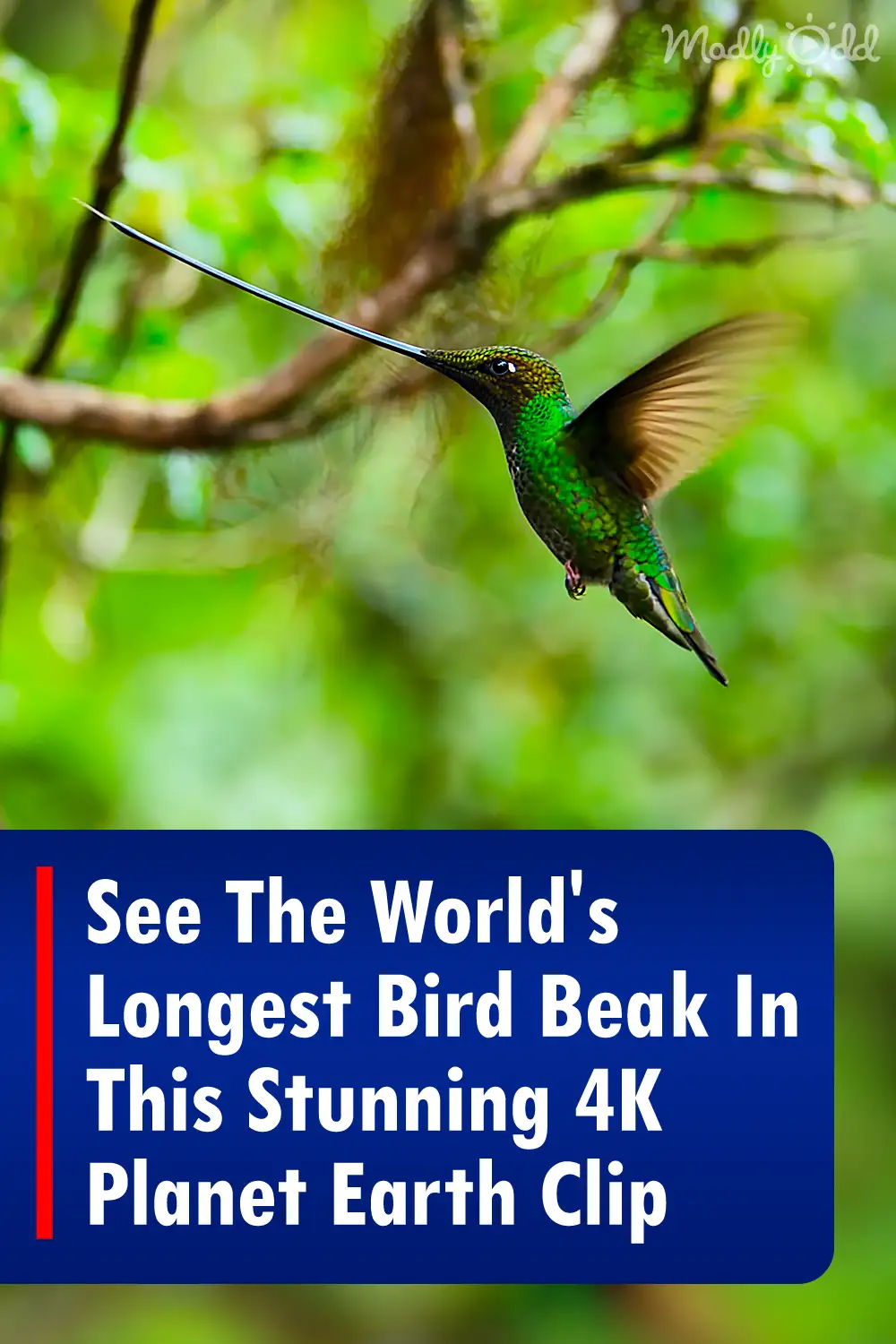 See The World\'s Longest Bird Beak In This Stunning 4K Planet Earth Clip