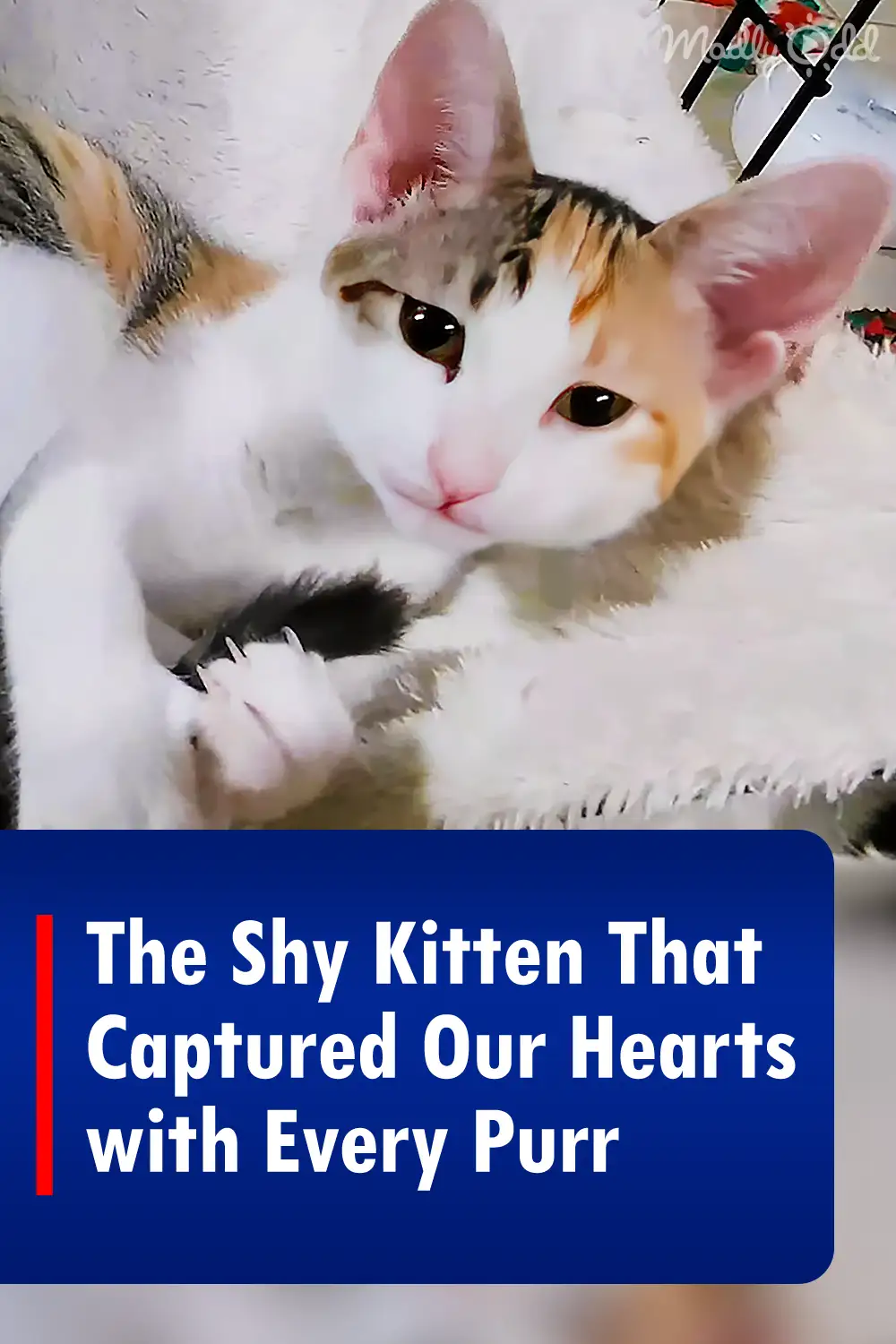 The Shy Kitten That Captured Our Hearts with Every Purr