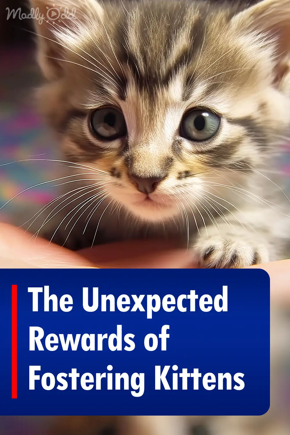 The Unexpected Rewards of Fostering Kittens