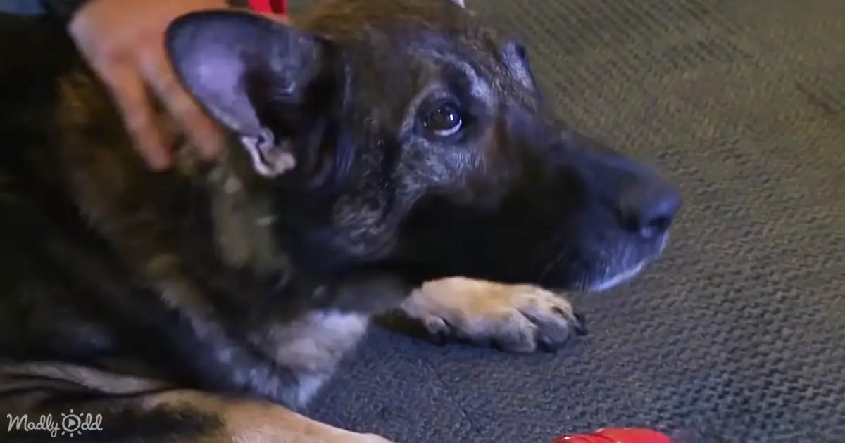 A Soldier’s Best Friend: The Emotional Reunion After Years of Separation